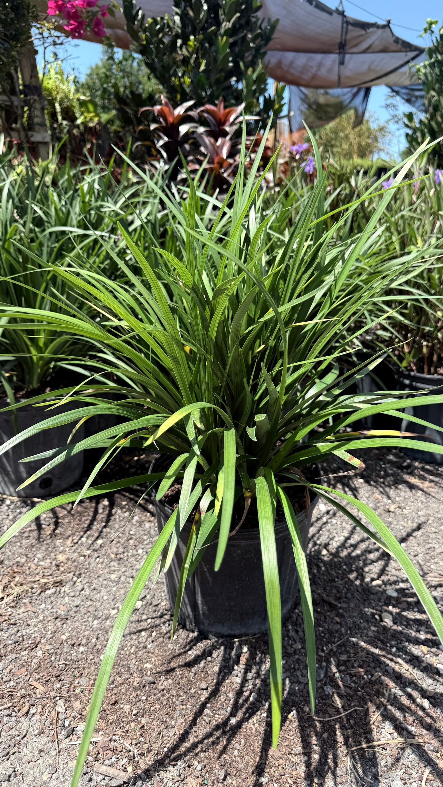 Liriope