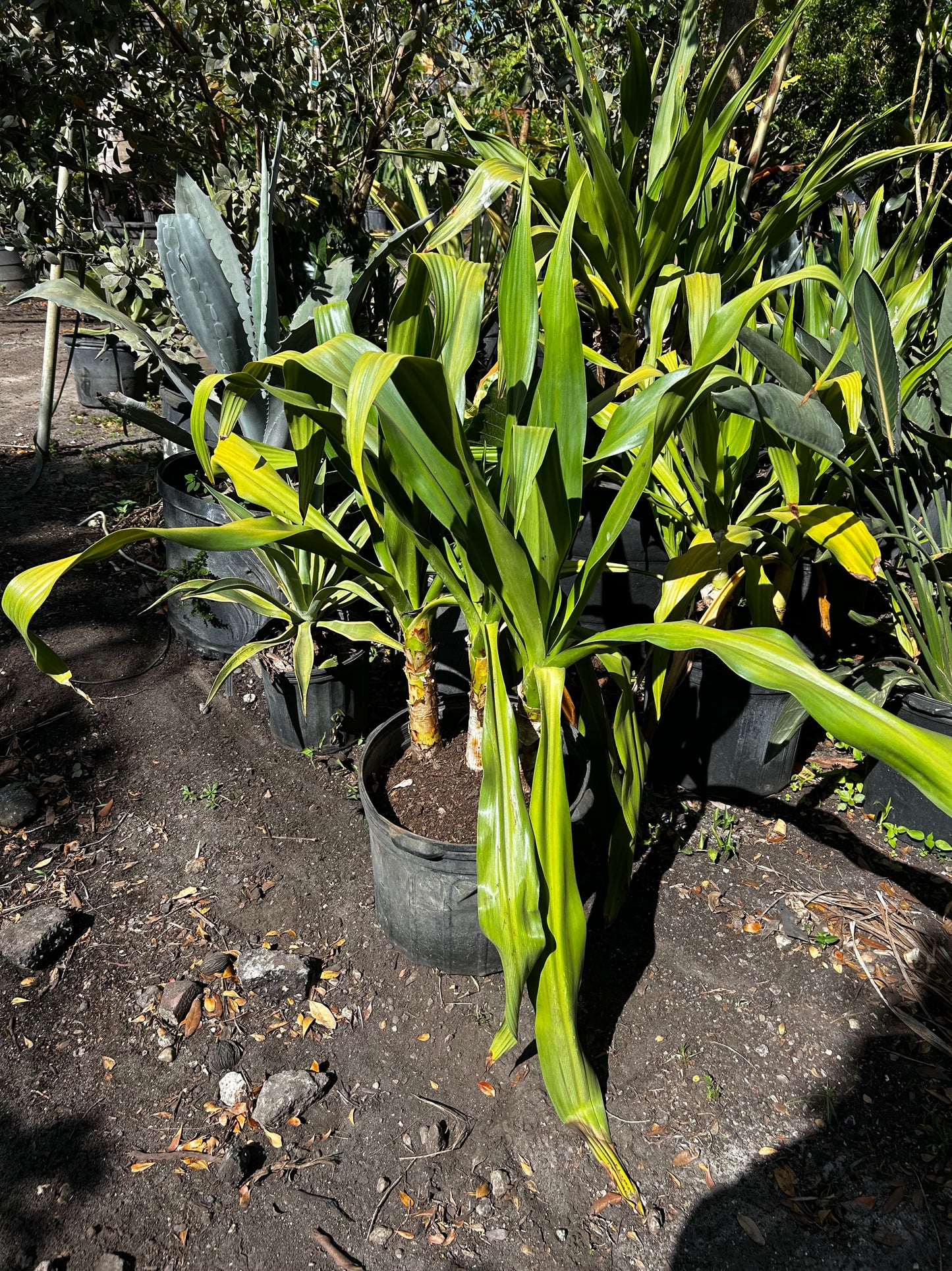 Giant Crinum Lily