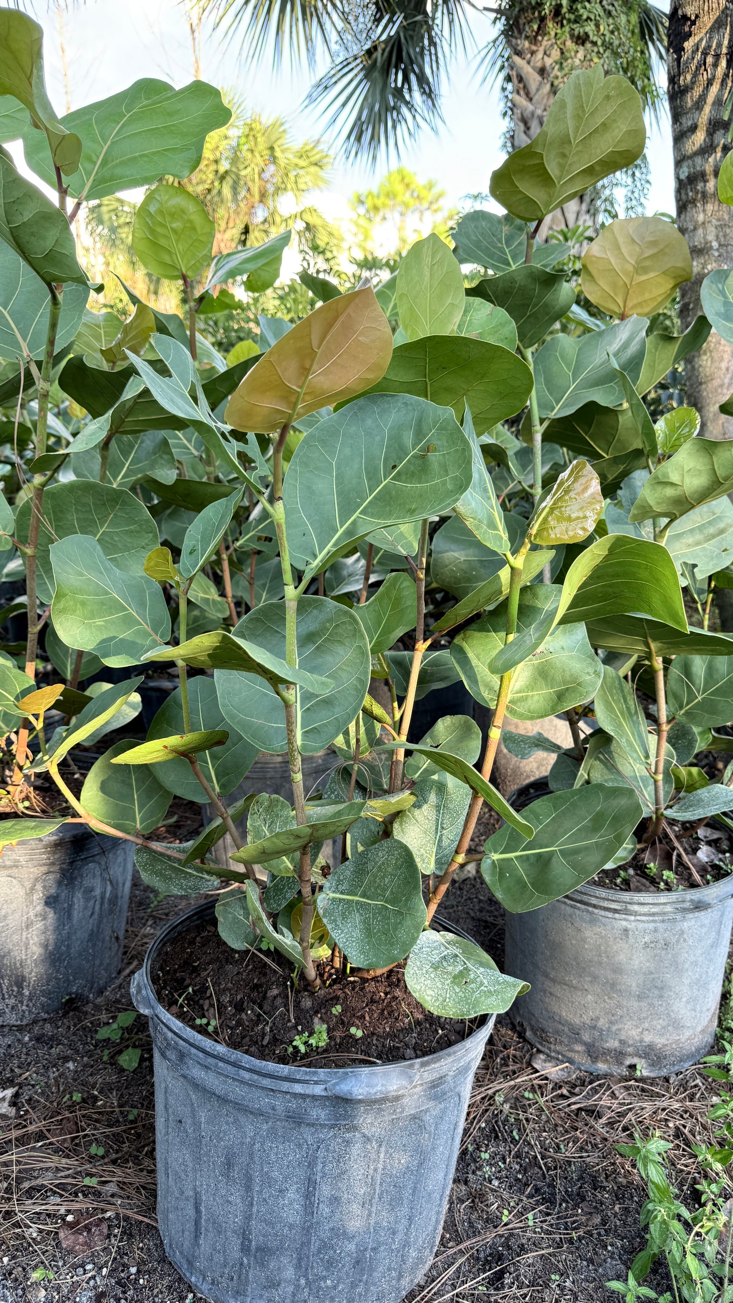 Sea grape