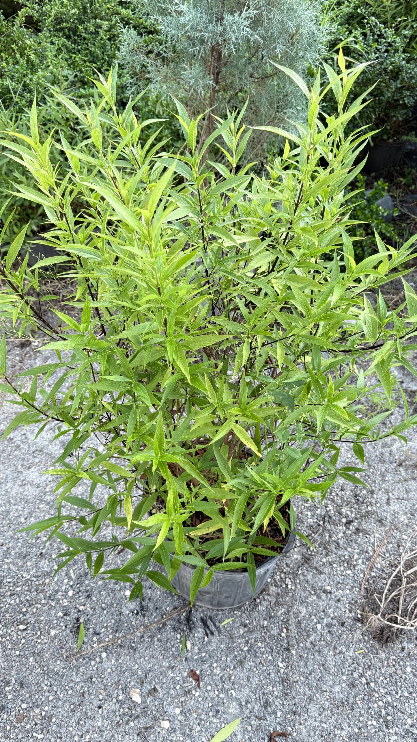 Panama Rose