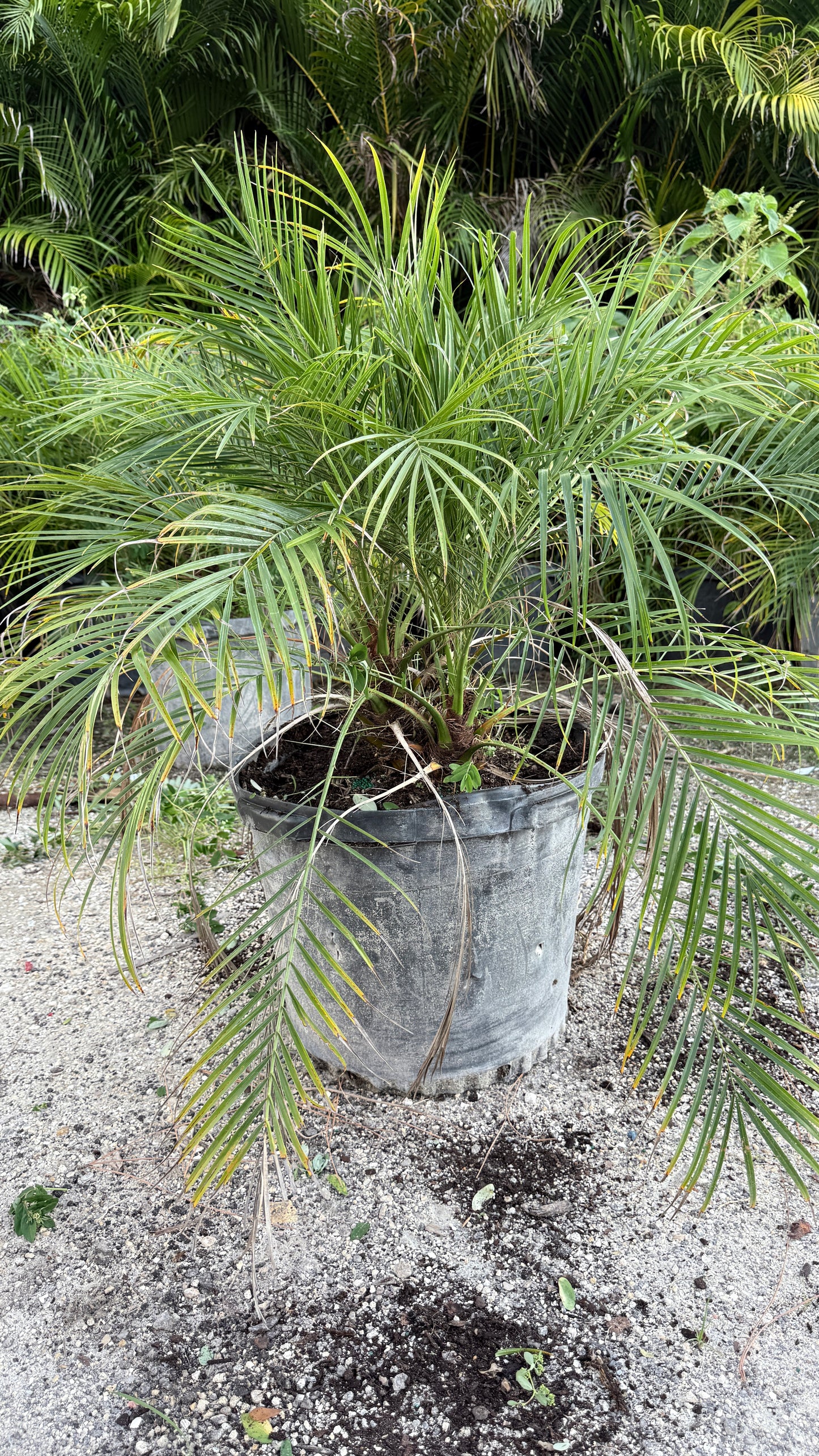 Robellini Palm