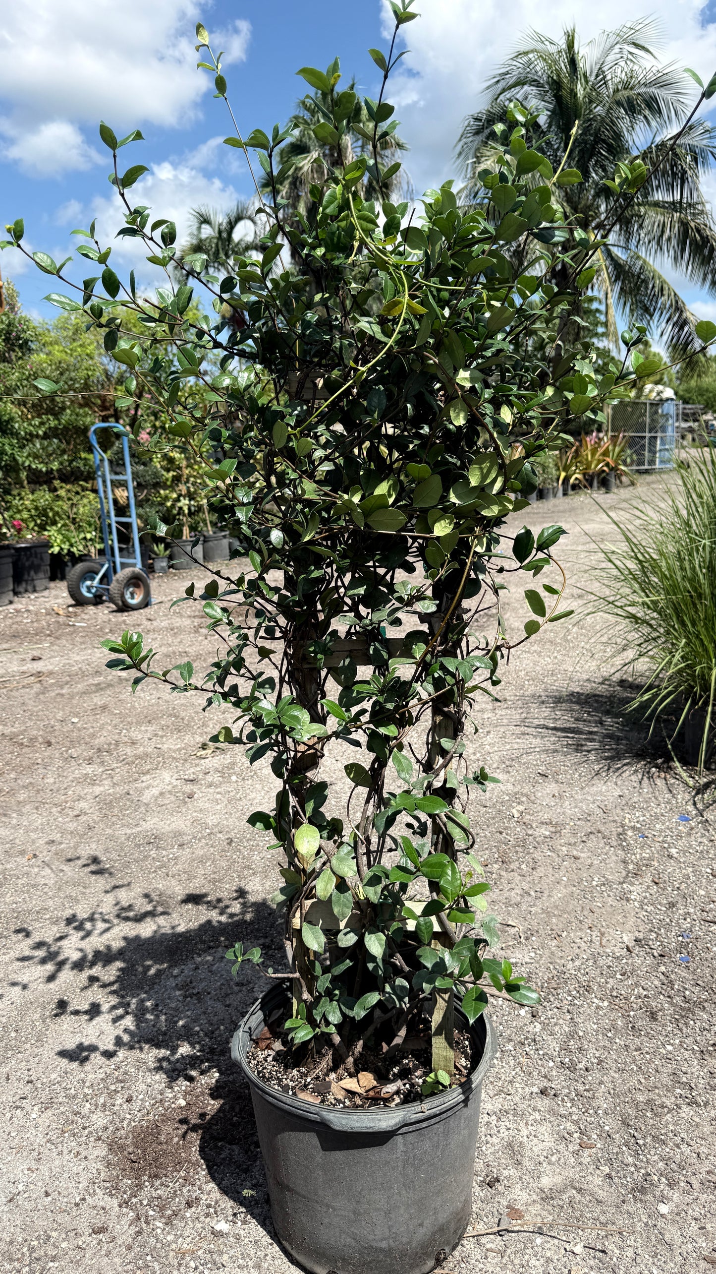 Confederate Jasmine Trellis