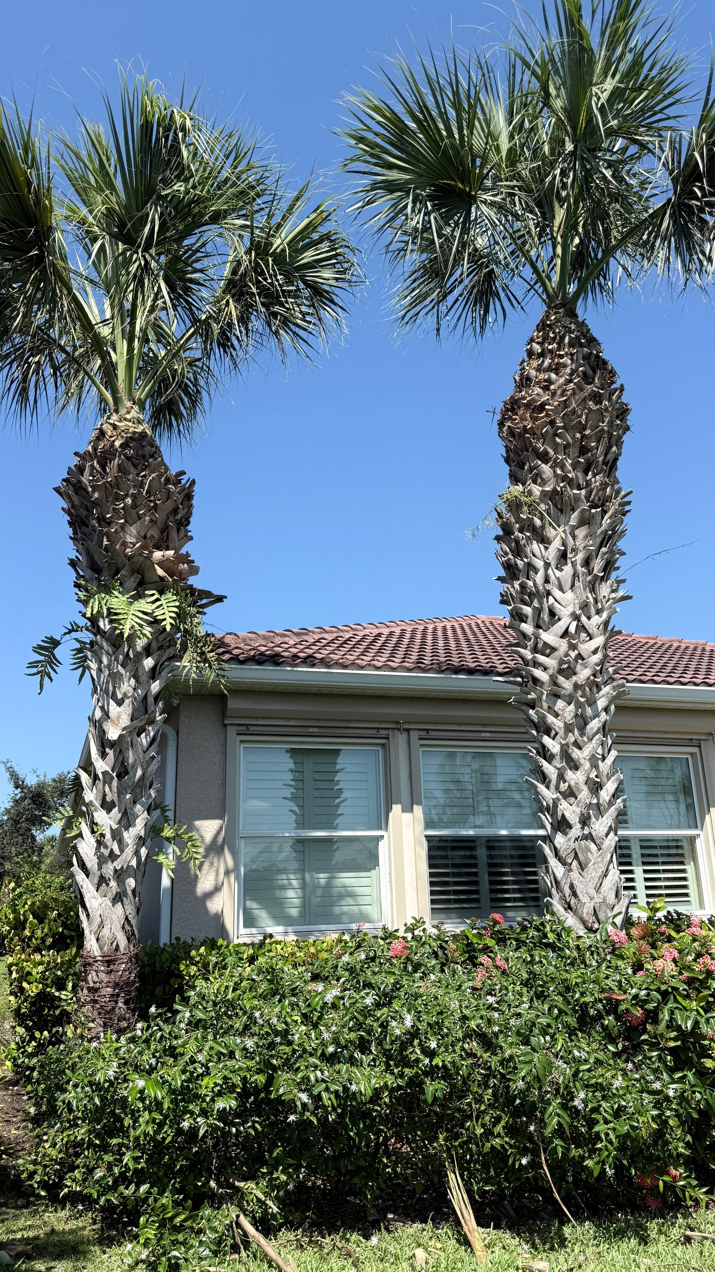 Cabbage palms
