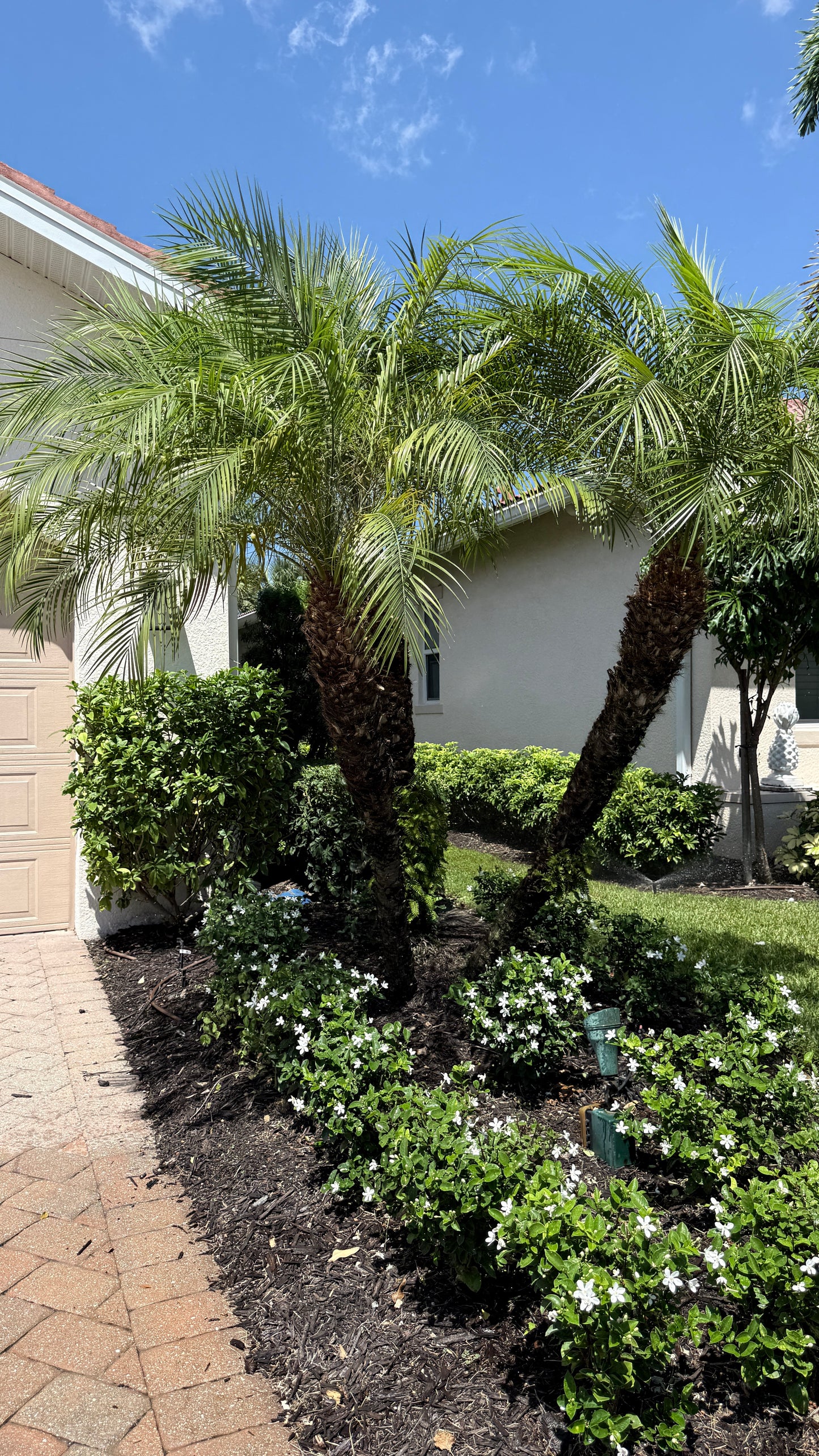 Robellini Palm