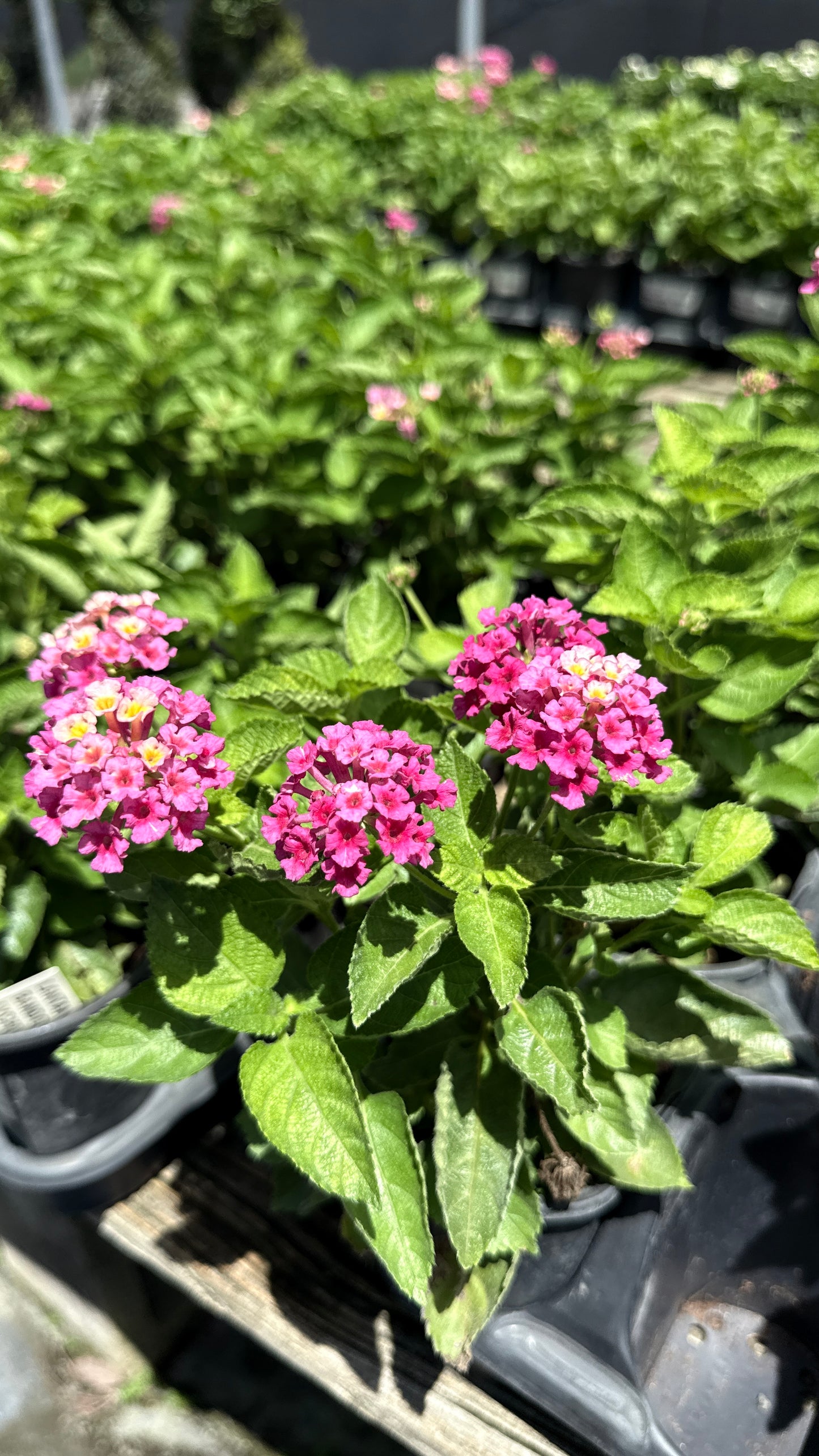 Lantana