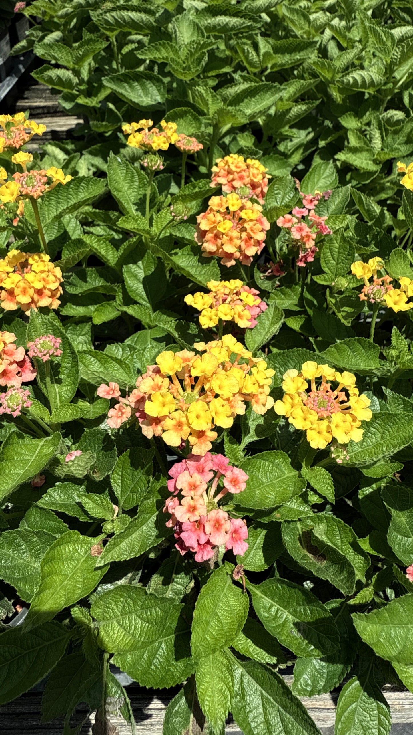 Lantana