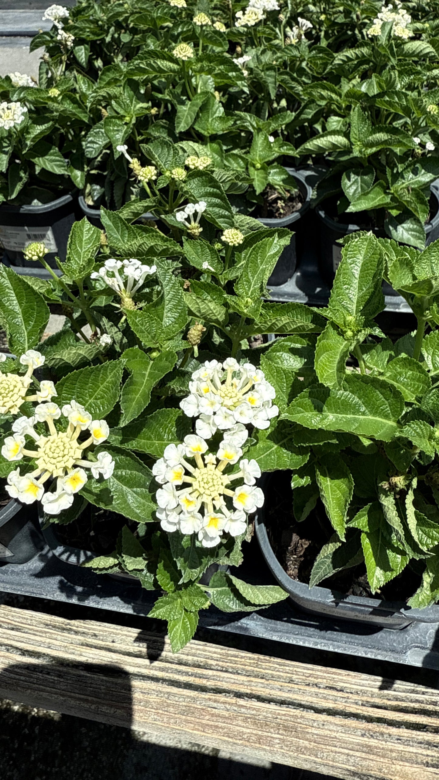 Lantana