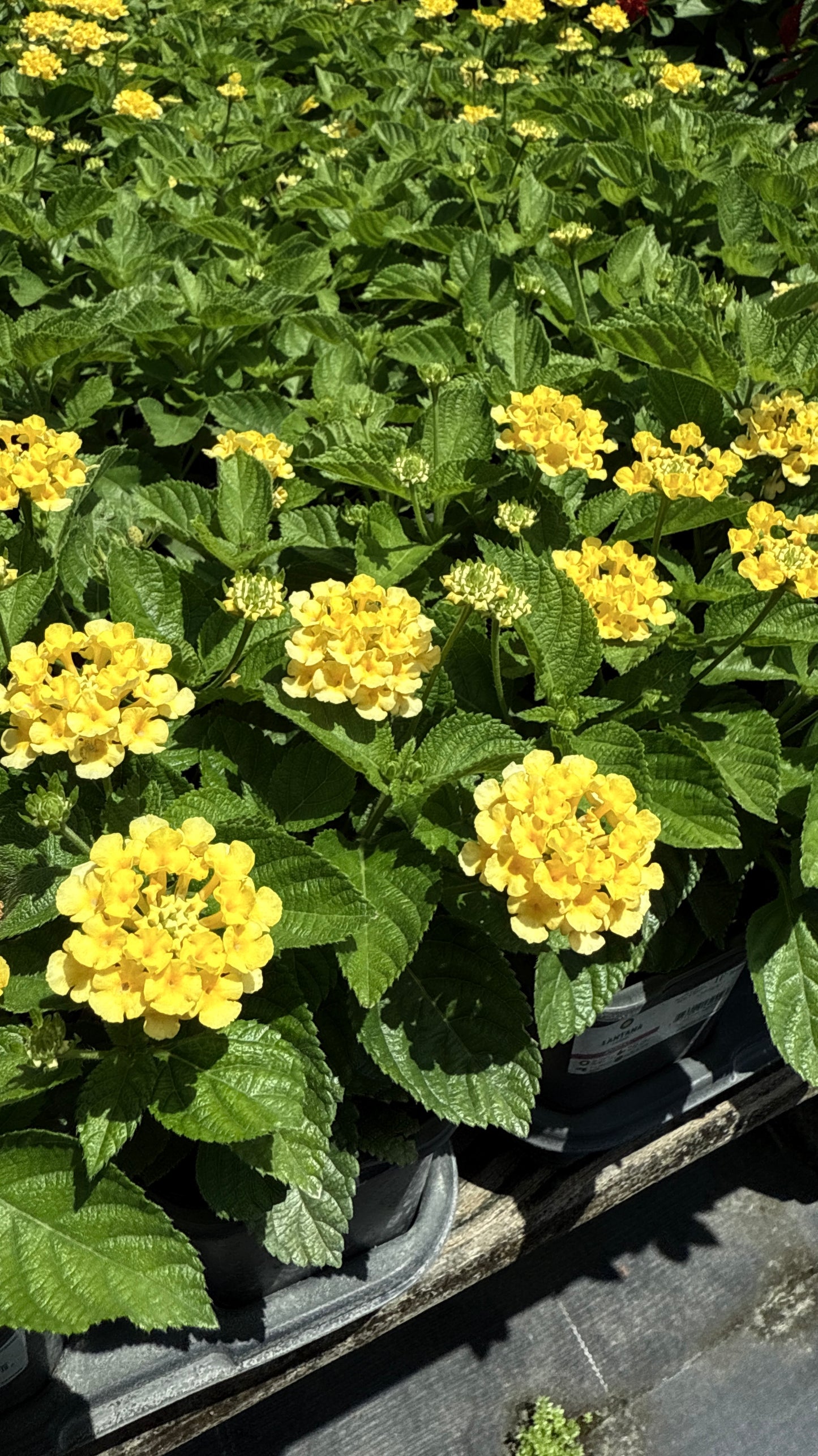 Lantana