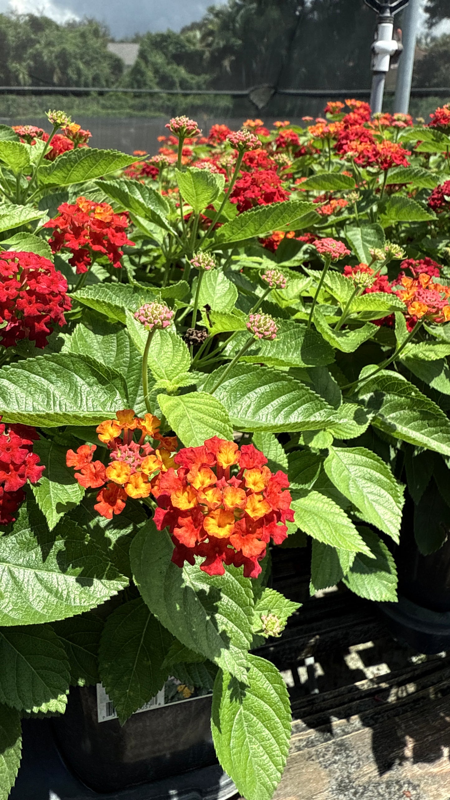 Lantana