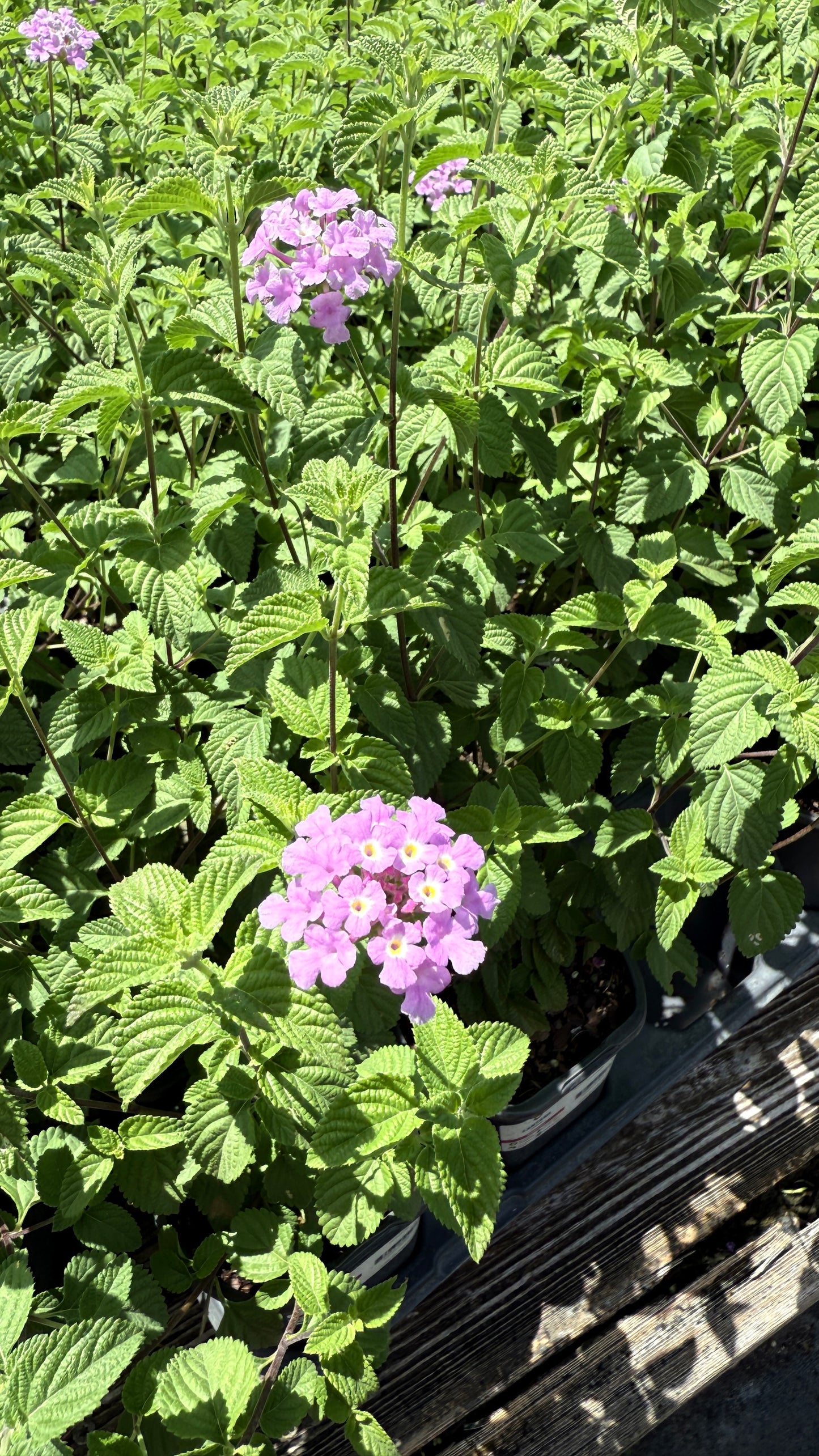 Lantana
