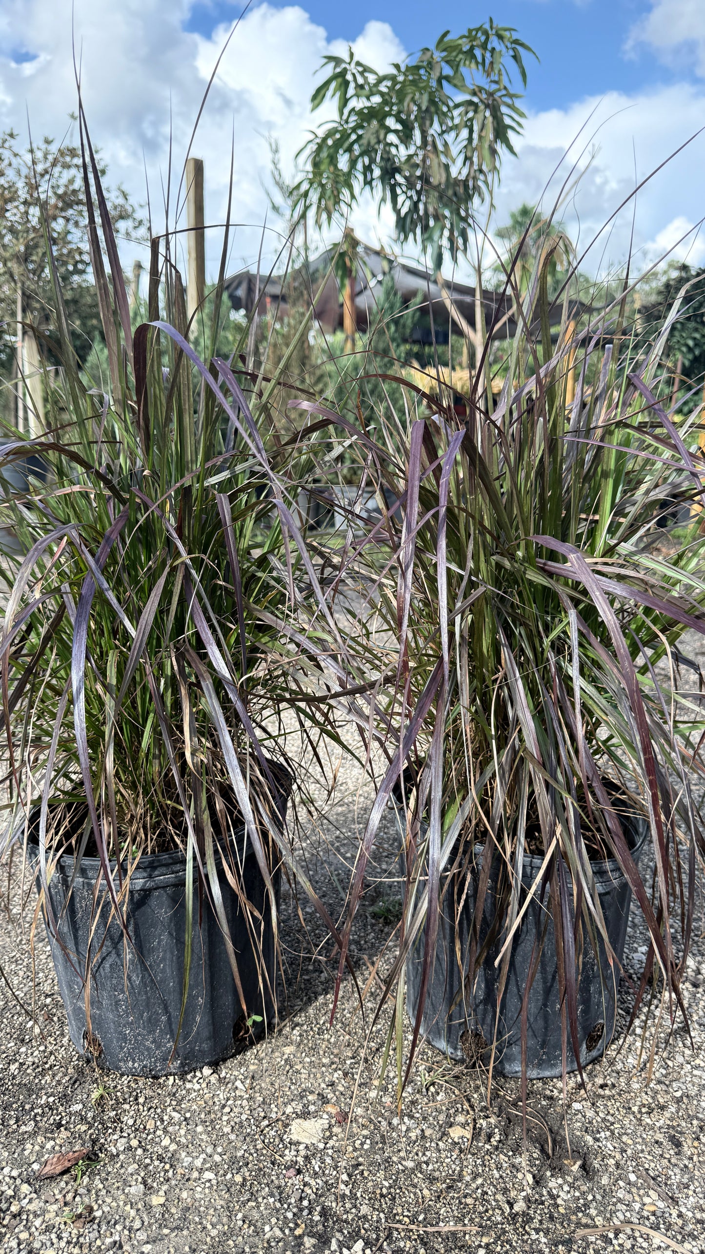 Fountain Grass