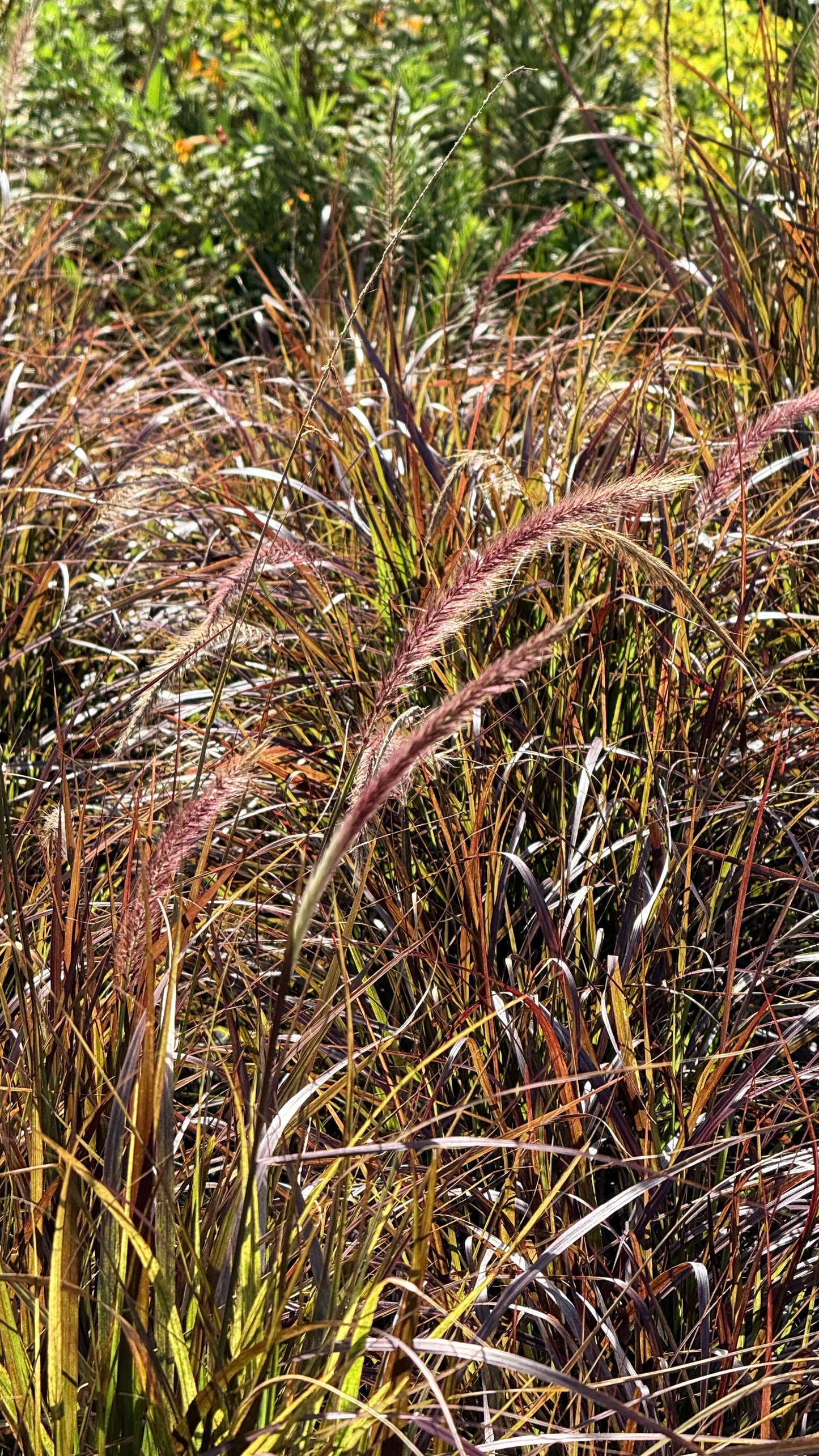 Fountain Grass