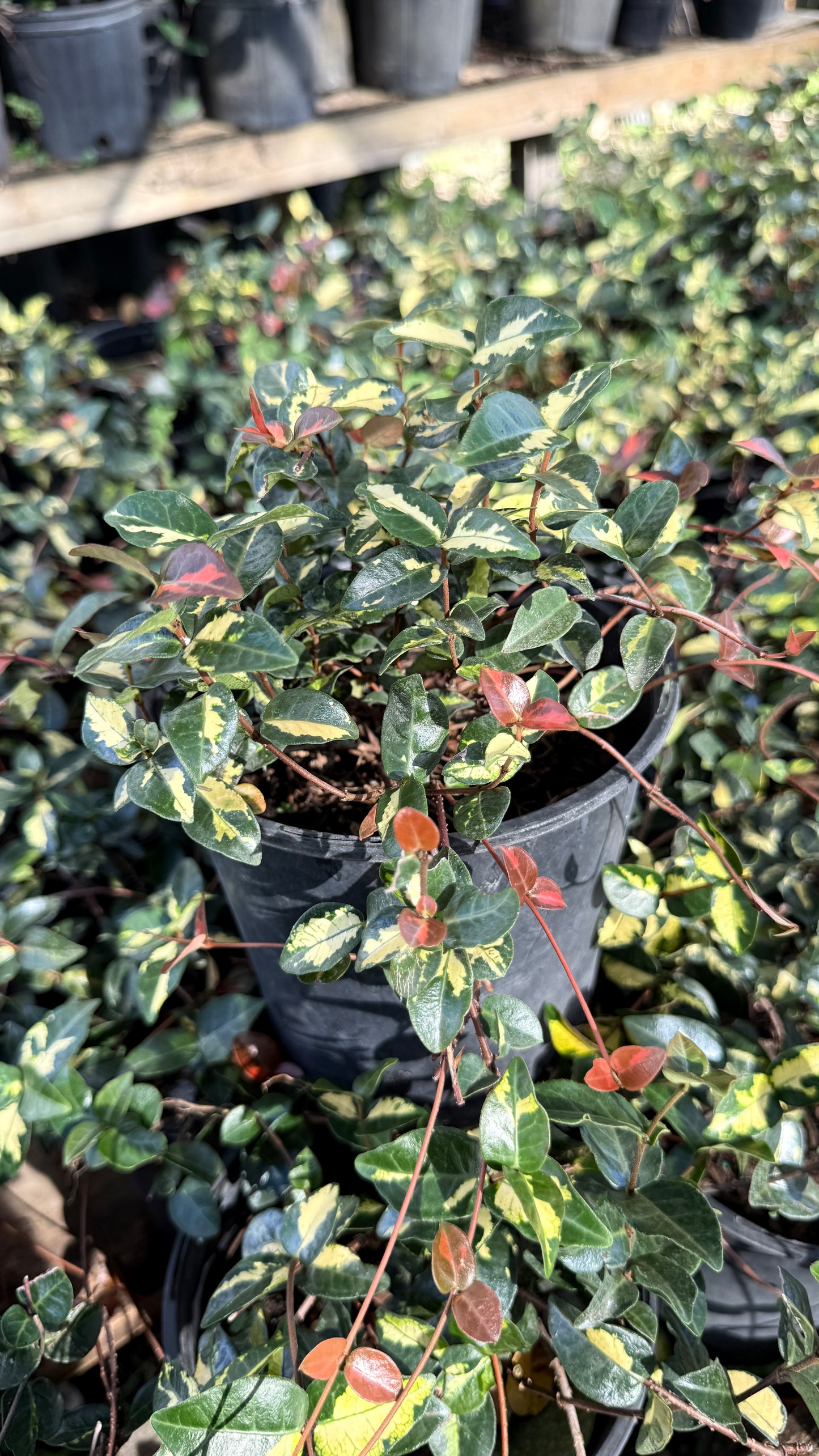 Minima Jasmine