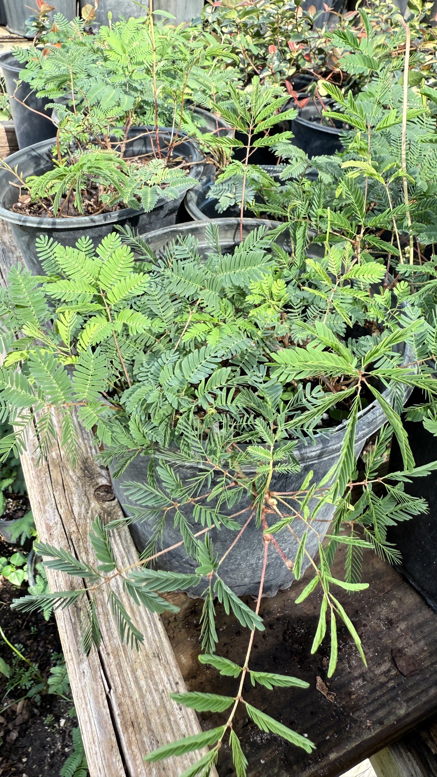 Mimosa pudica