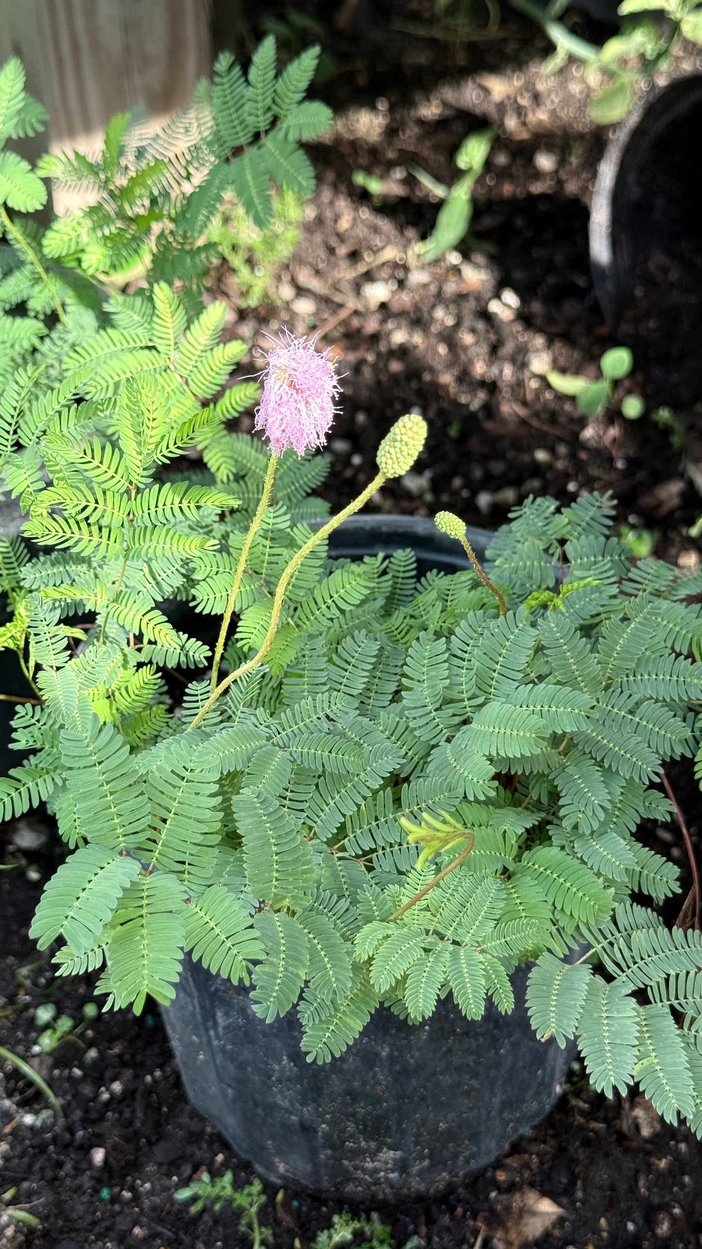 Mimosa pudica