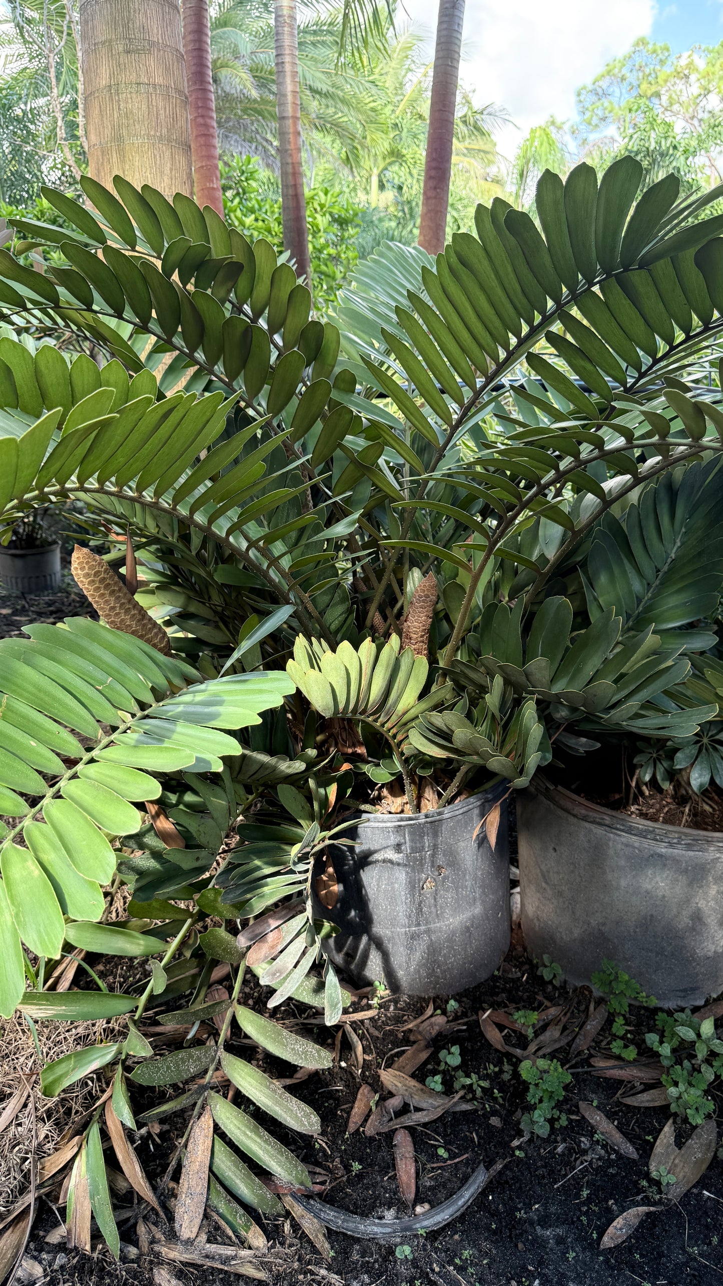 Cardboard Palm