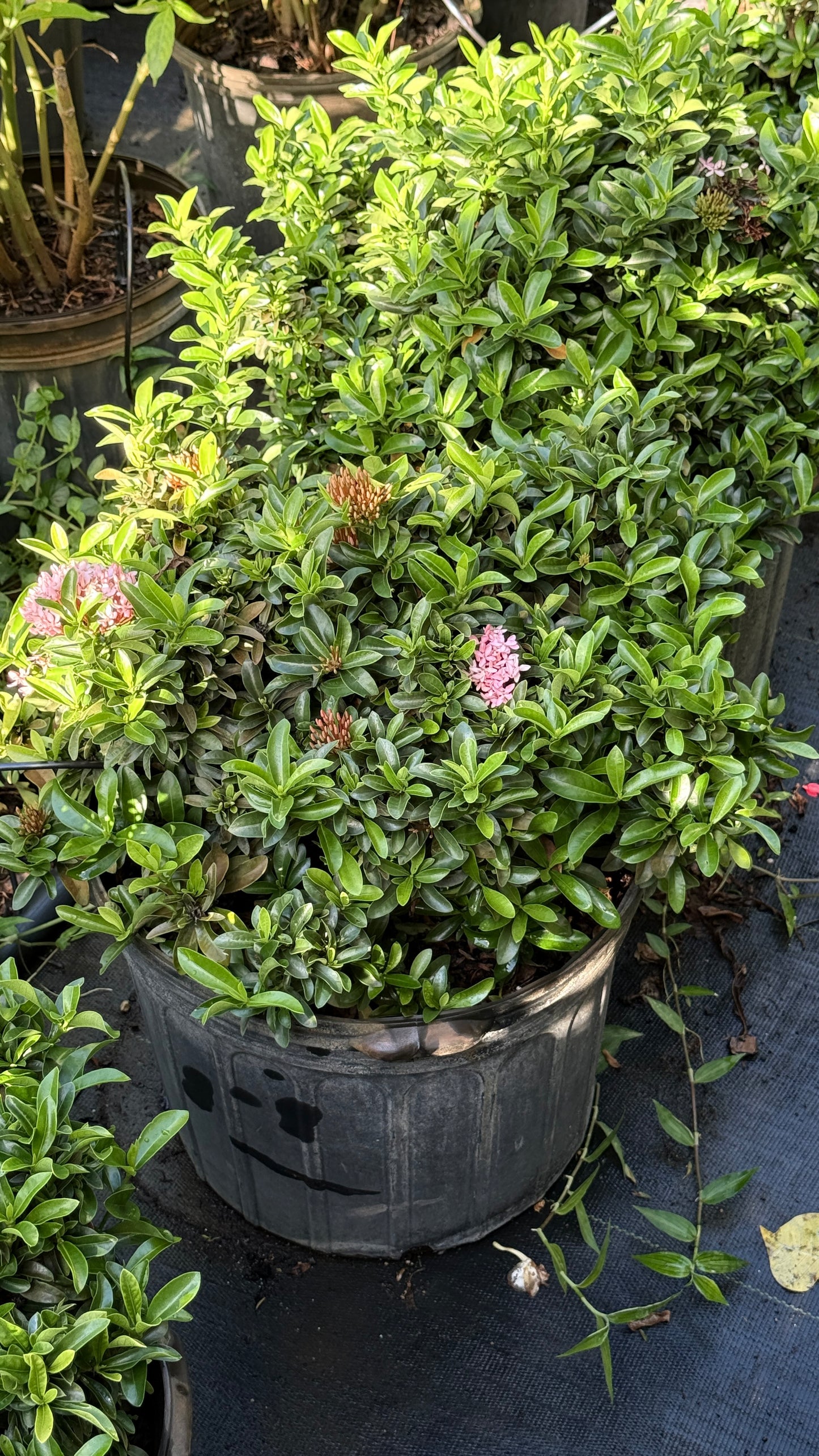 Dwarf Ixora