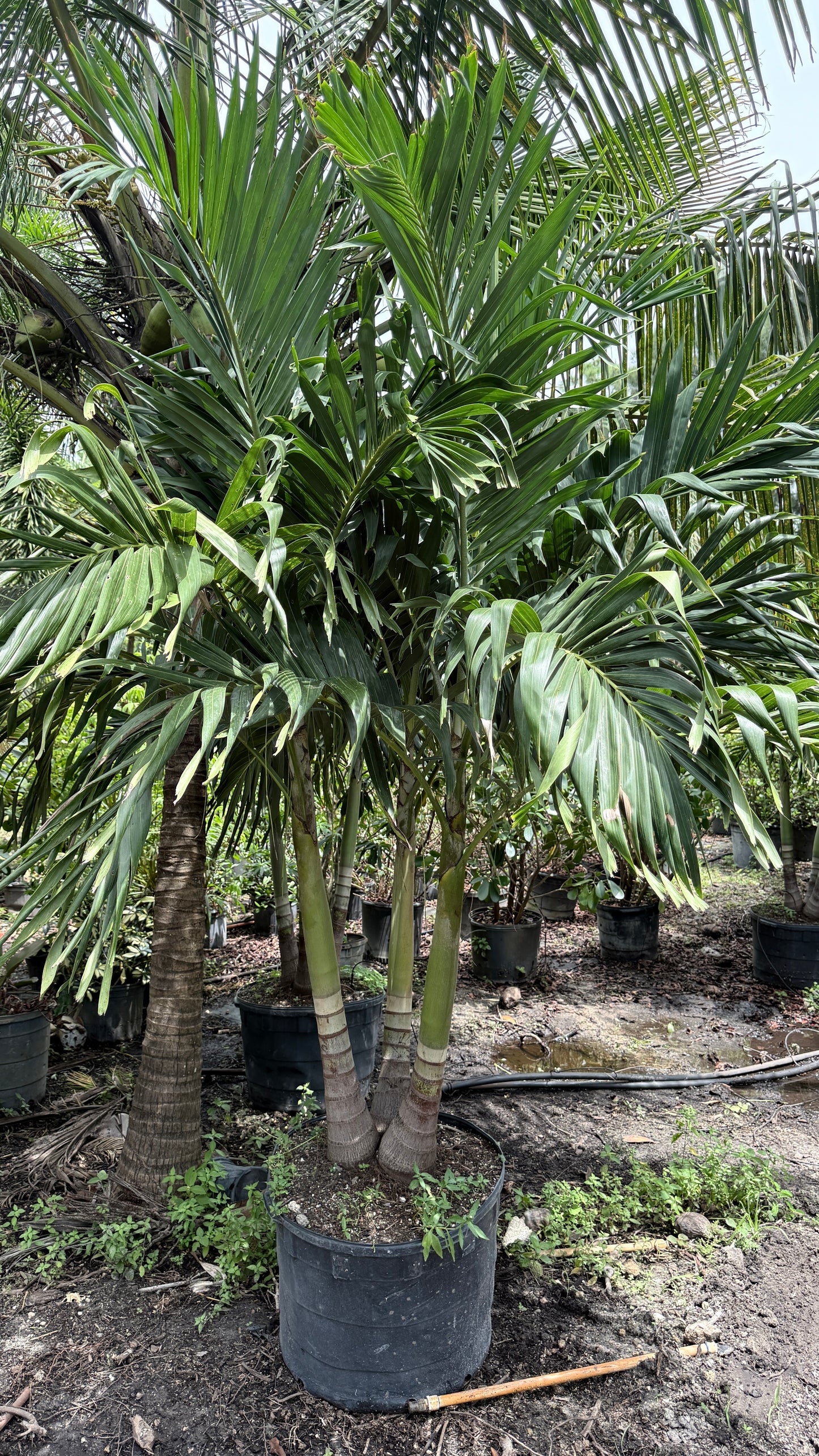Christmas Palm
