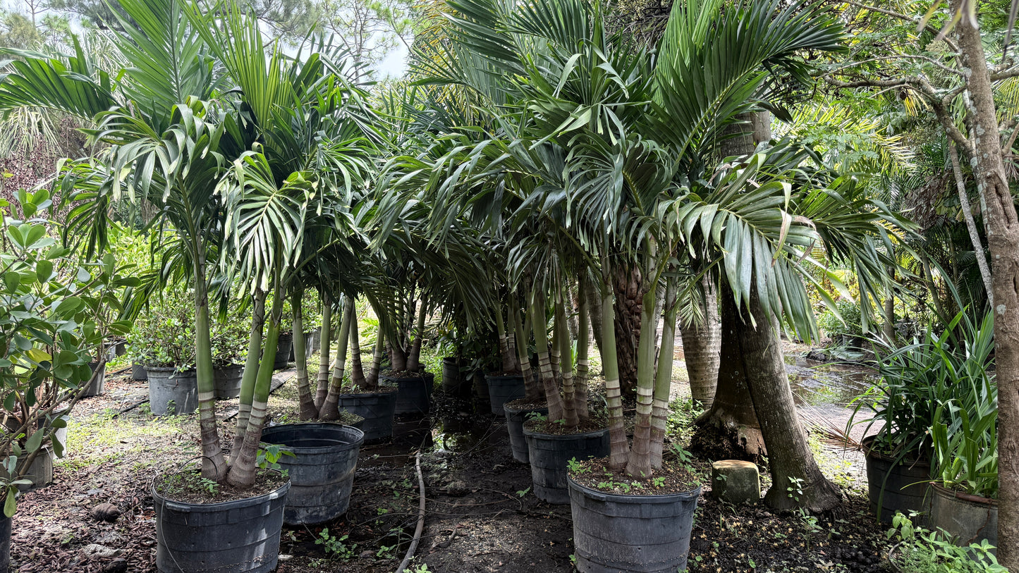 Christmas Palm