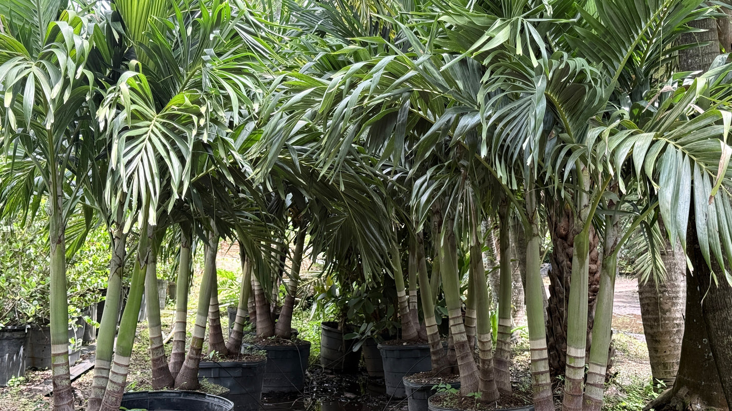 Christmas Palm