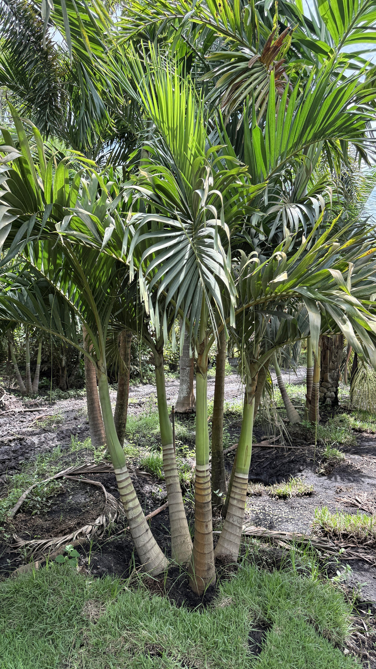 Christmas Palm