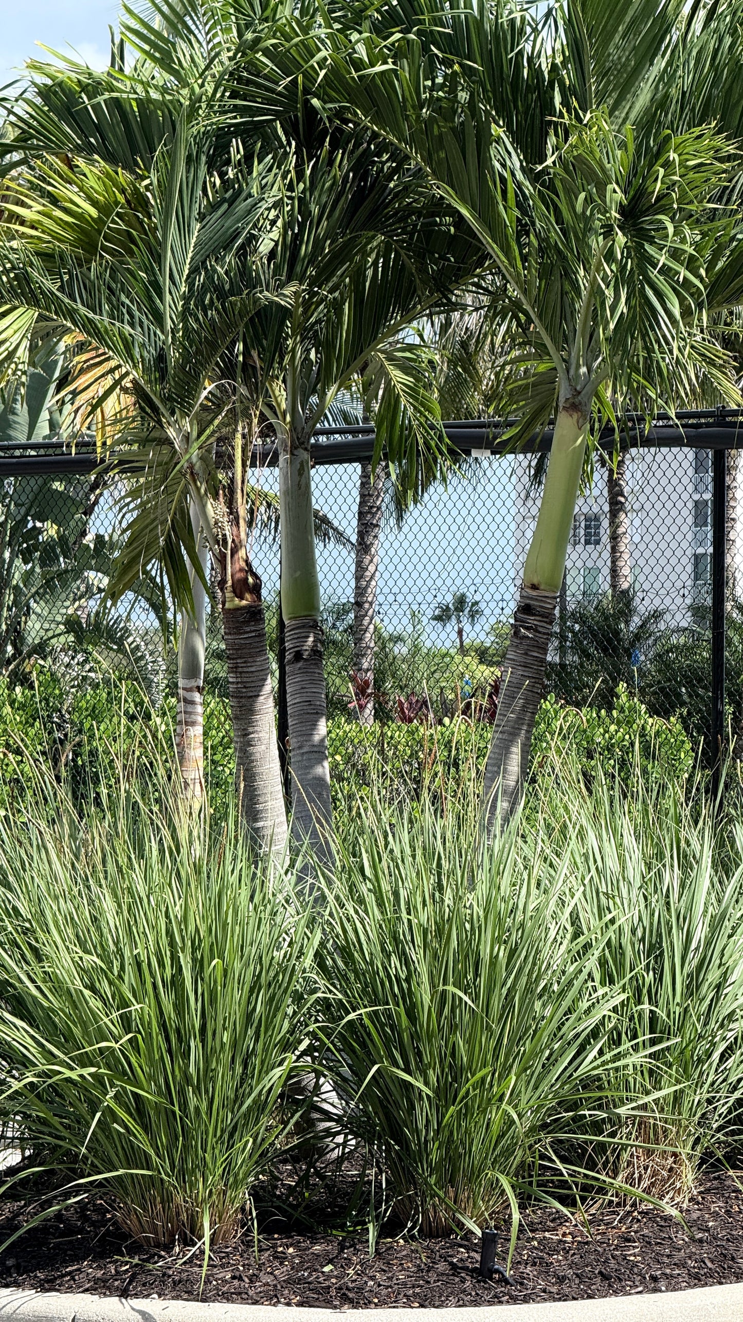 Fakahatchee Grass