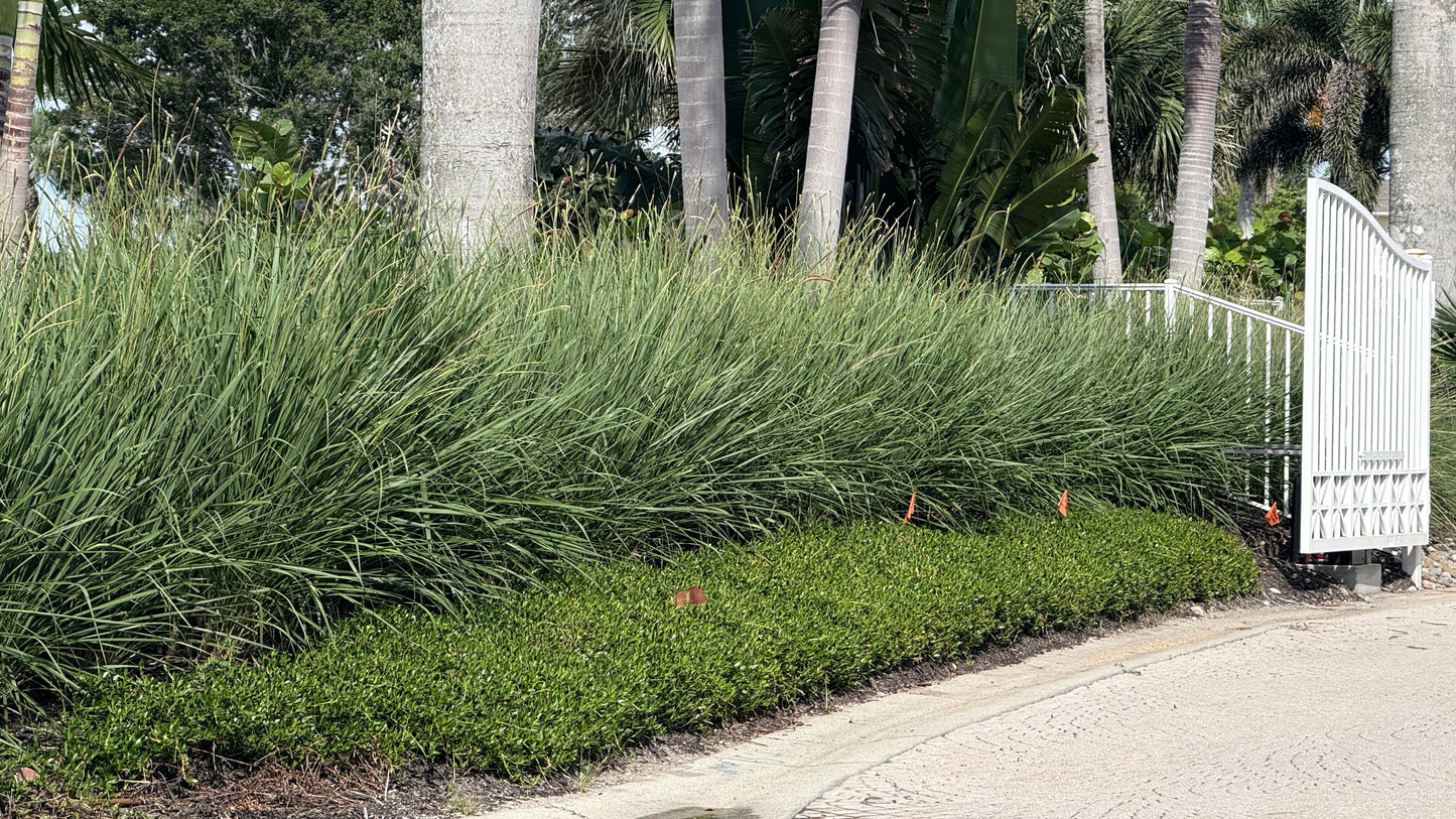 Fakahatchee Grass
