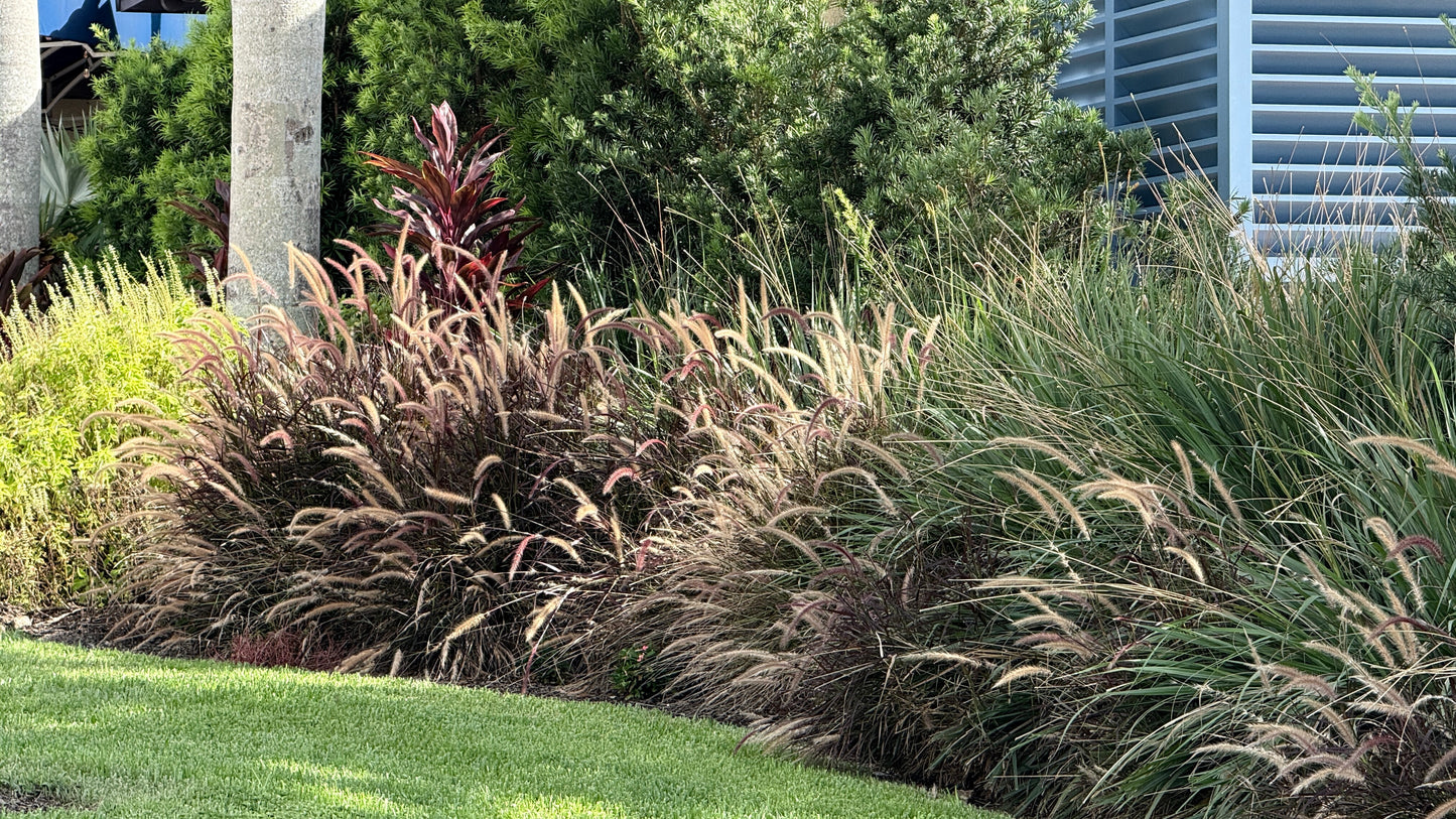 Fountain Grass