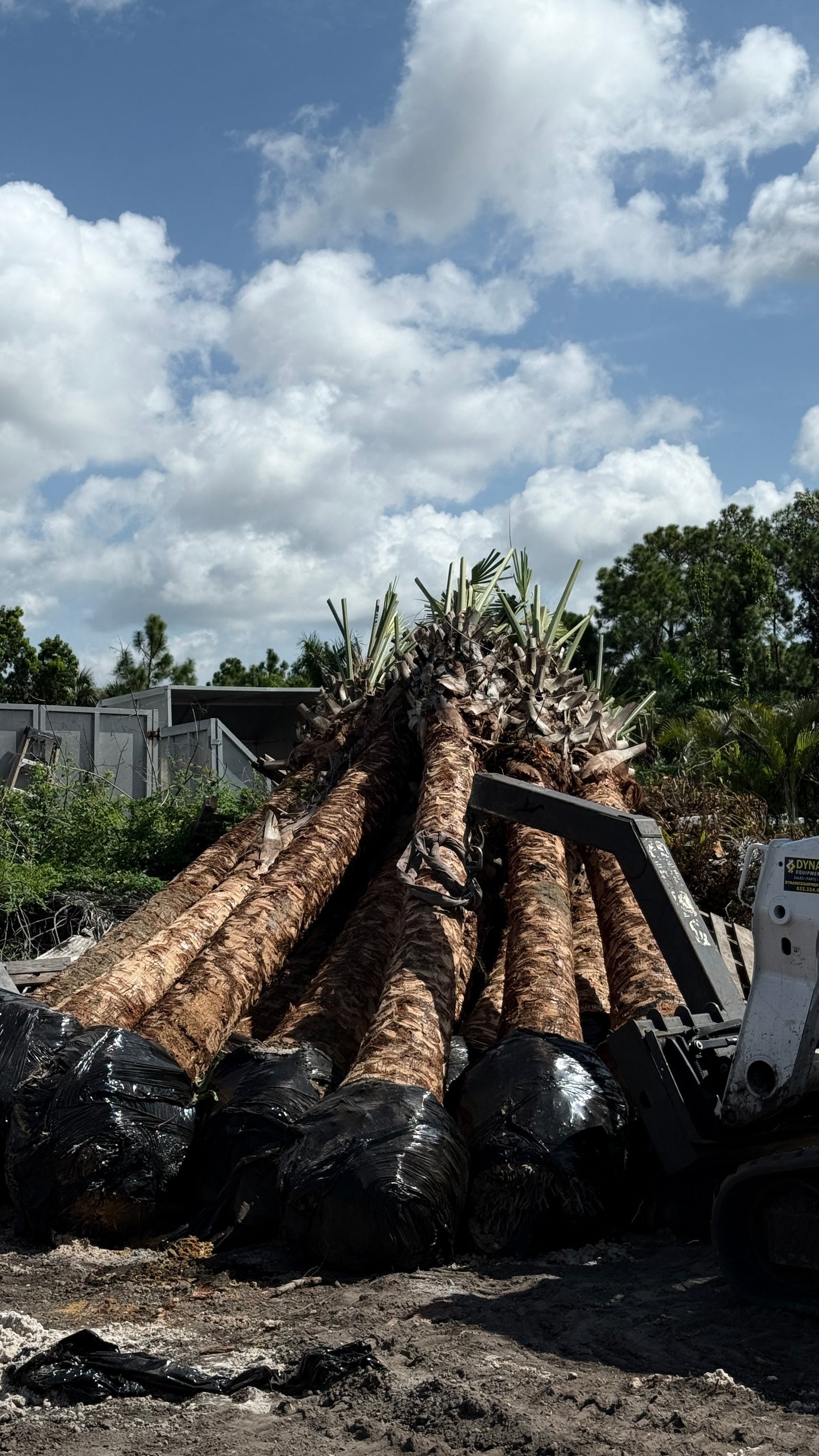 Cabbage palms