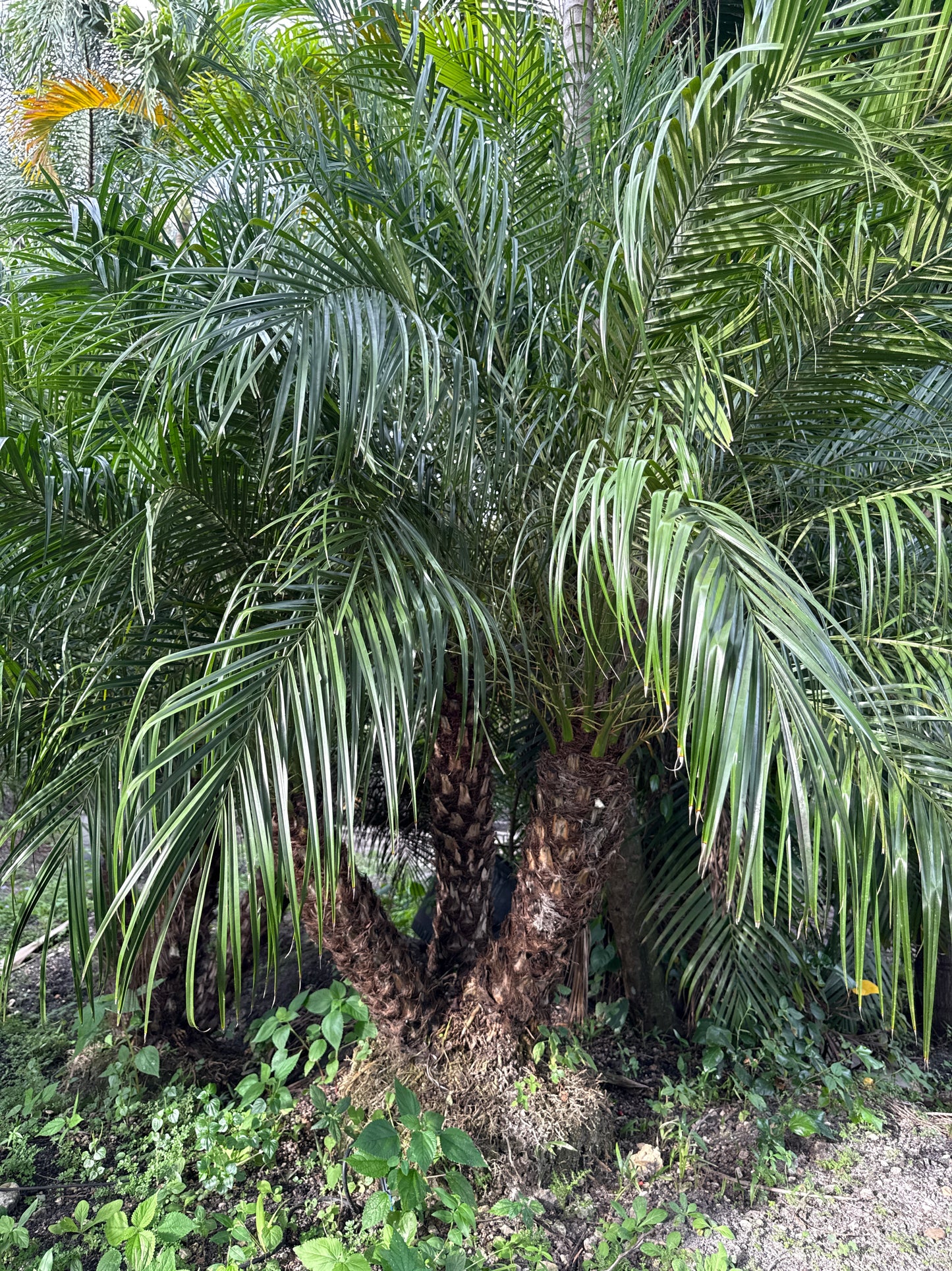Robellini Palm