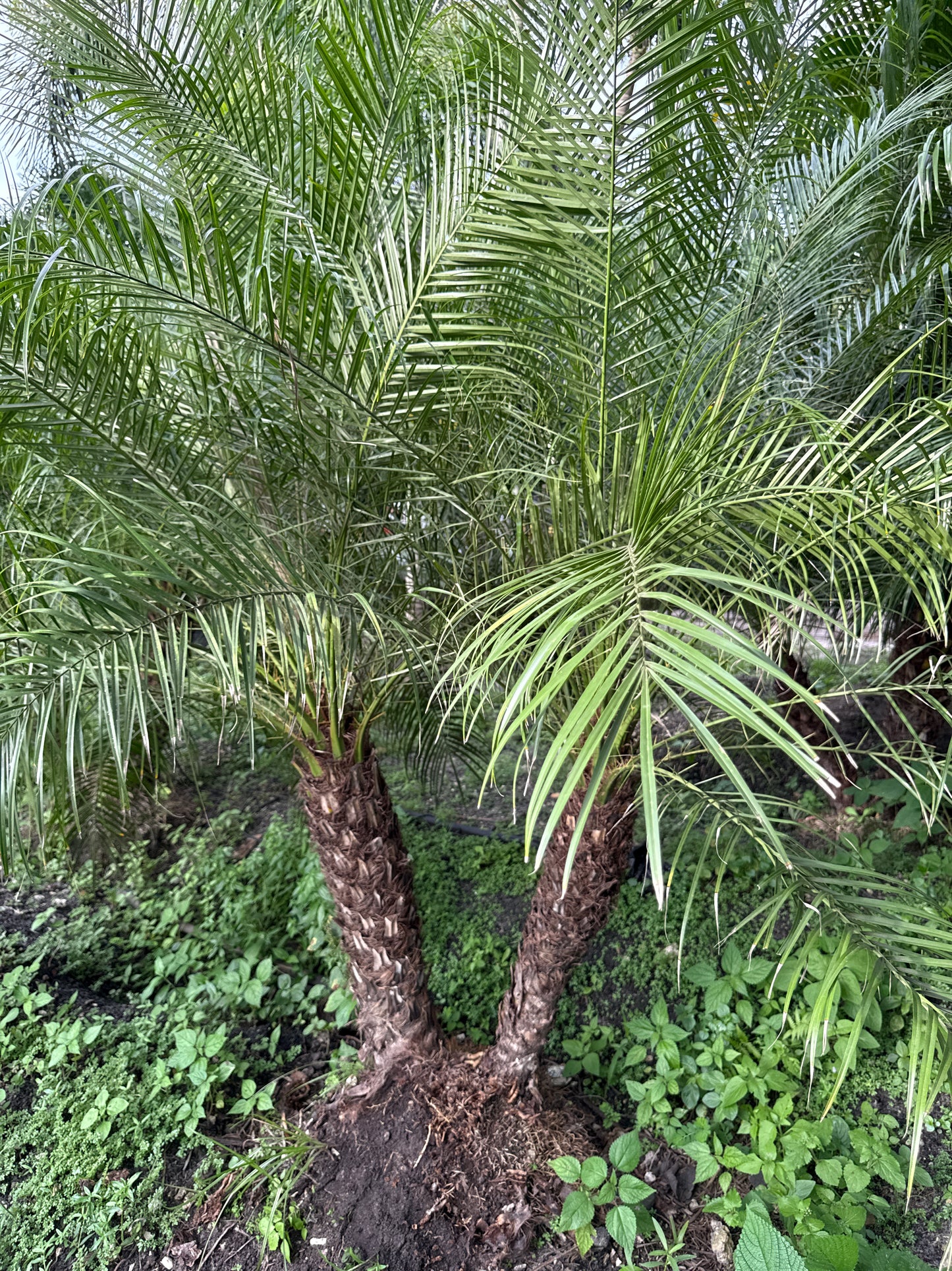 Robellini Palm