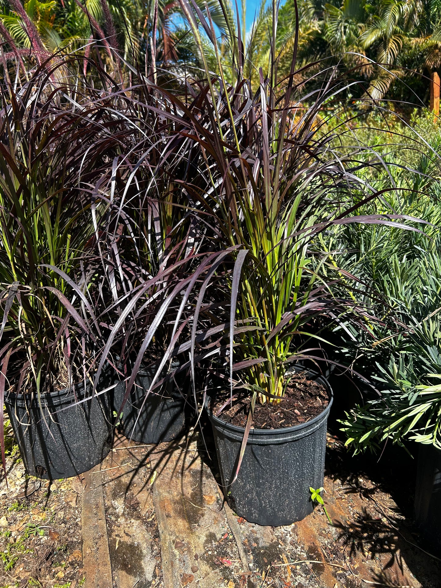 Fountain Grass