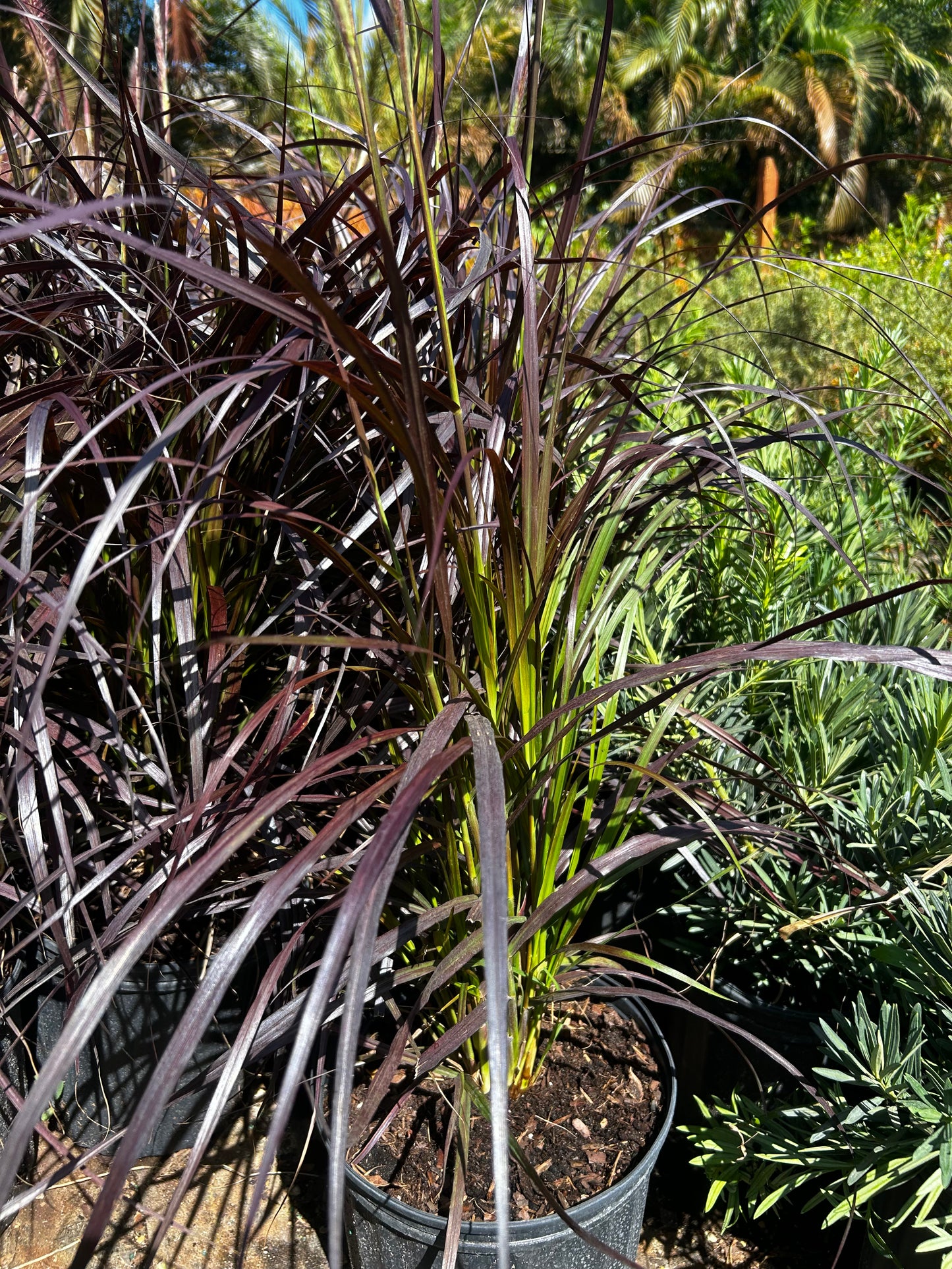 Fountain Grass