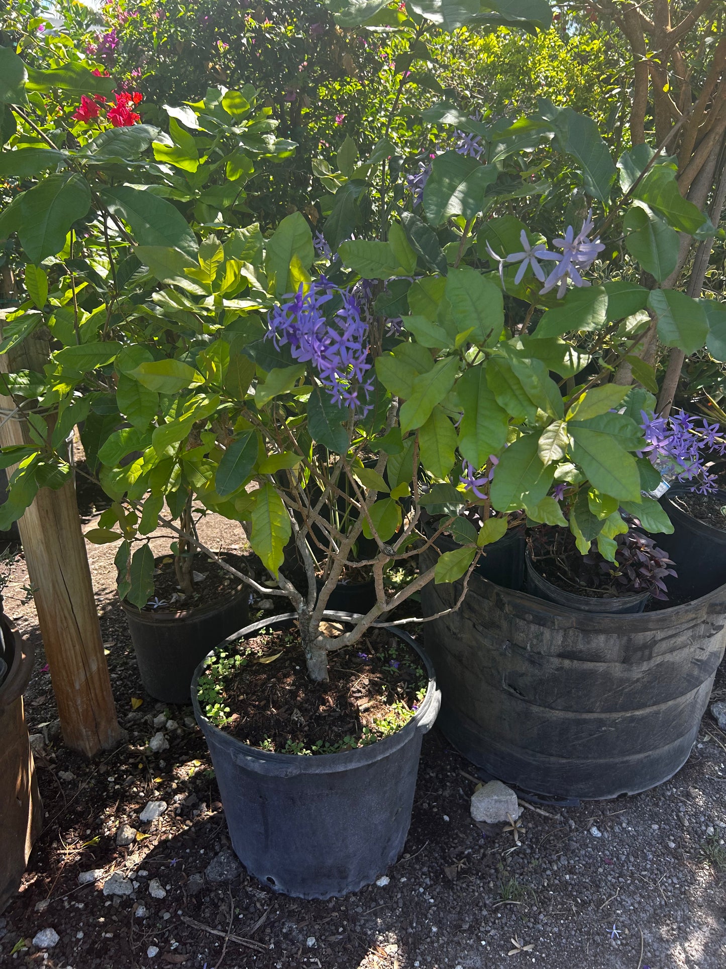 Petrea Volubilis Vine