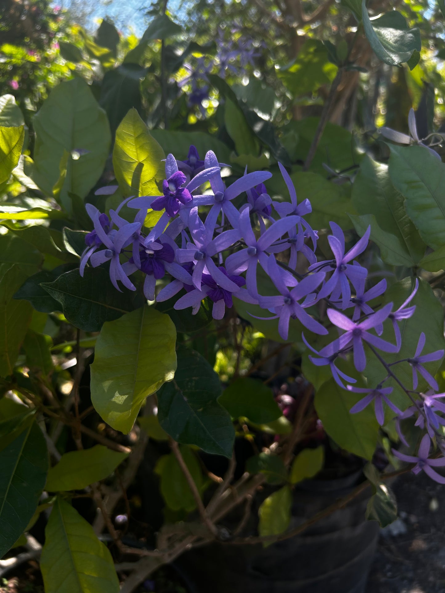 Petrea Volubilis Vine