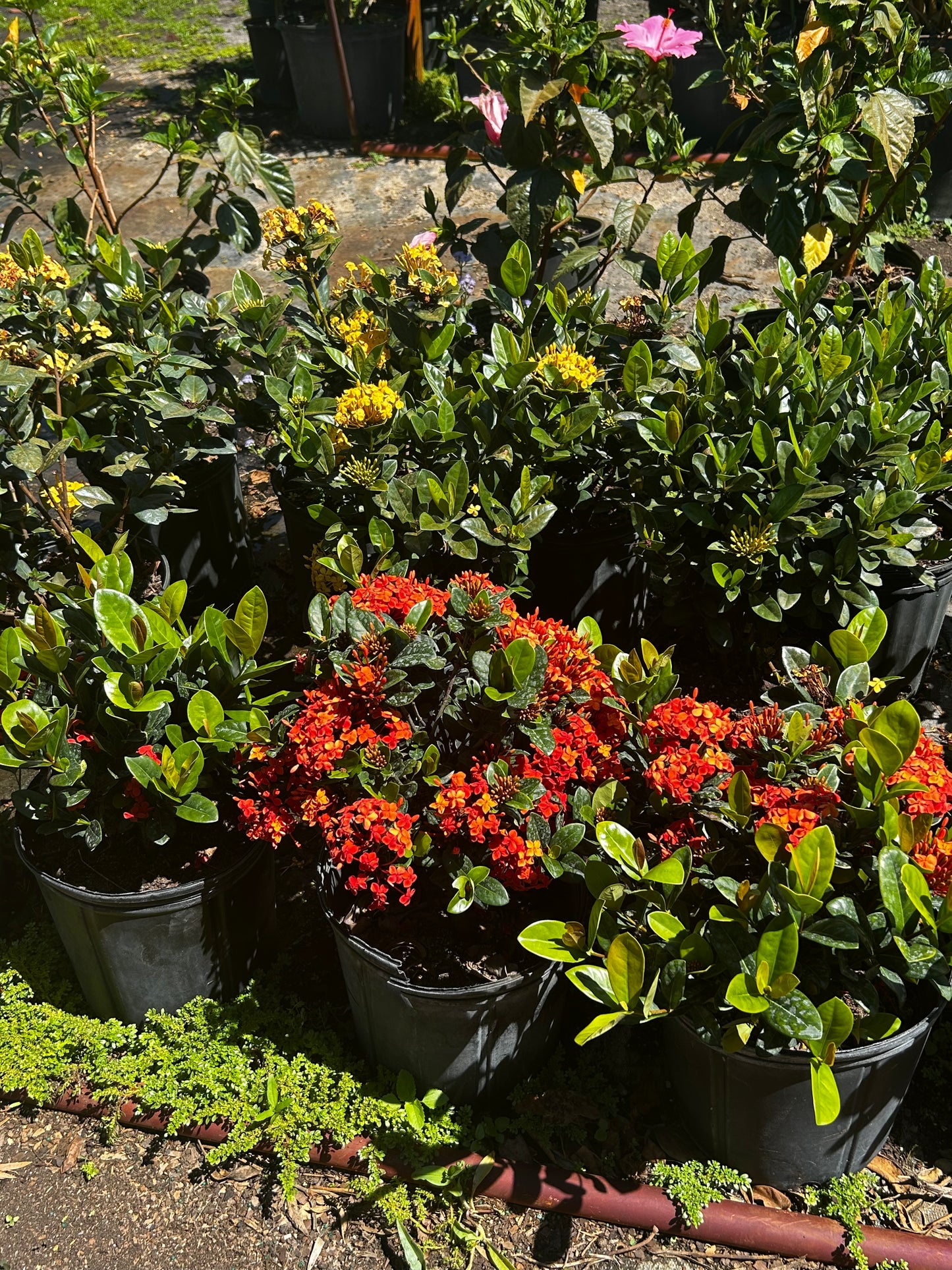 Ixora Maui