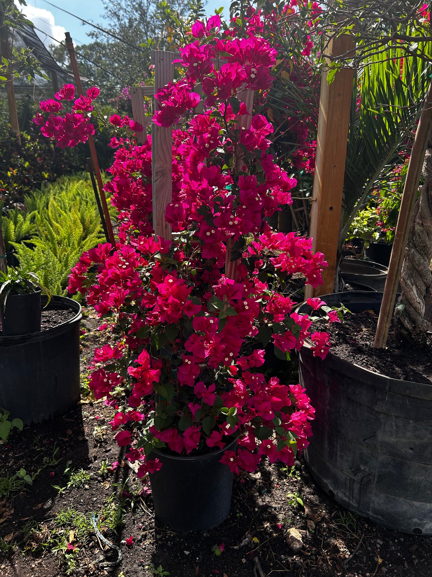 Bougainvillea Trellis
