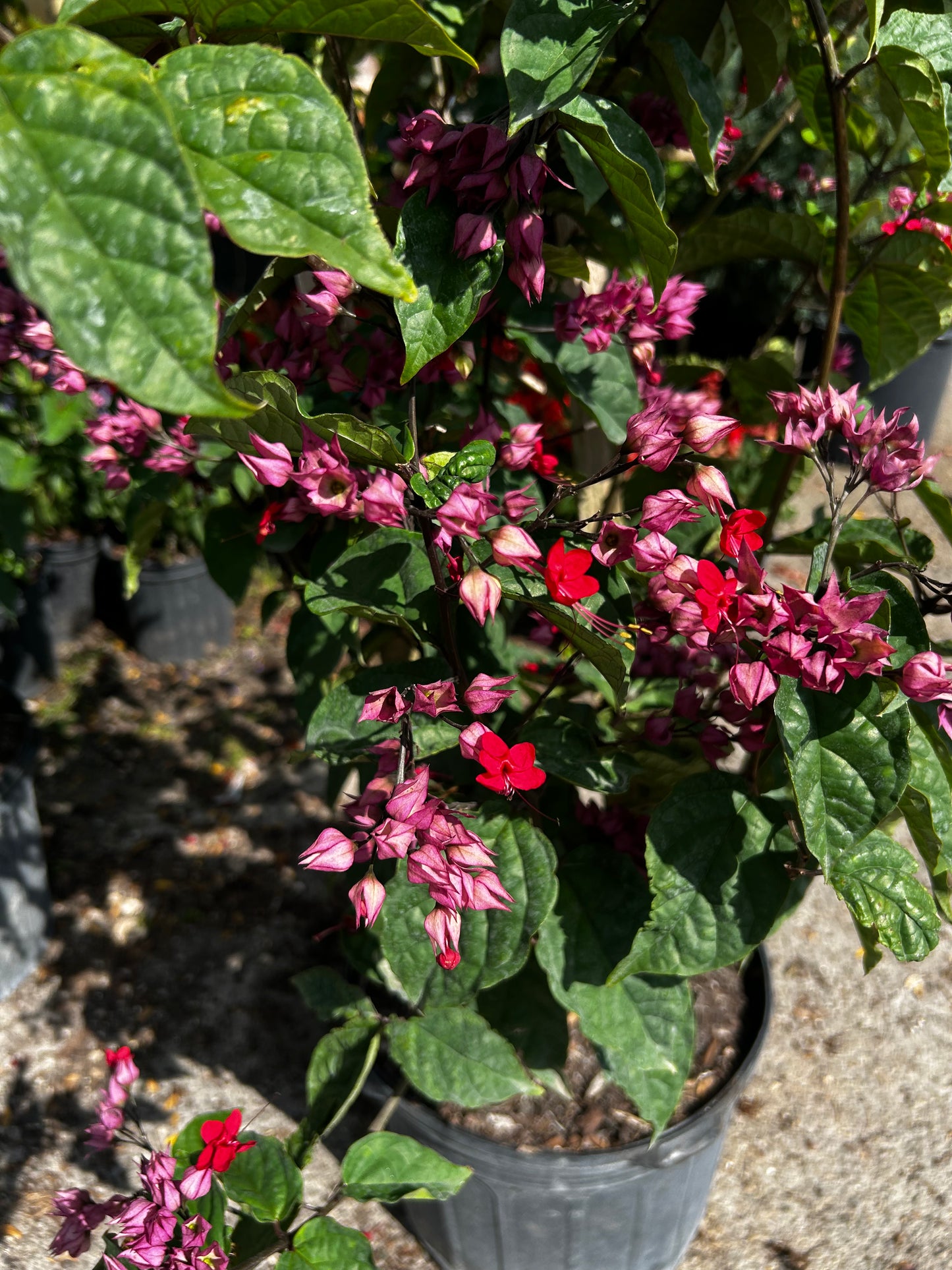 Bleeding-Heart Vine