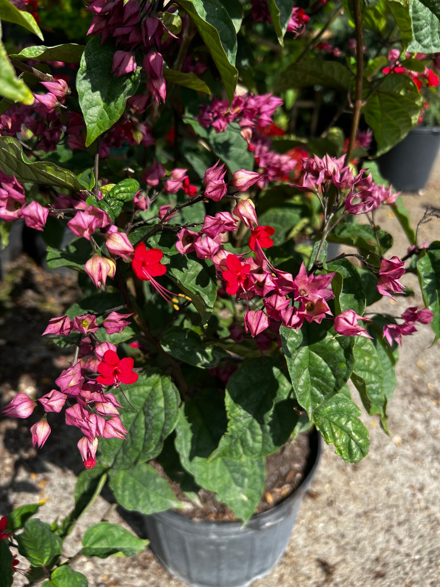 Bleeding-Heart Vine