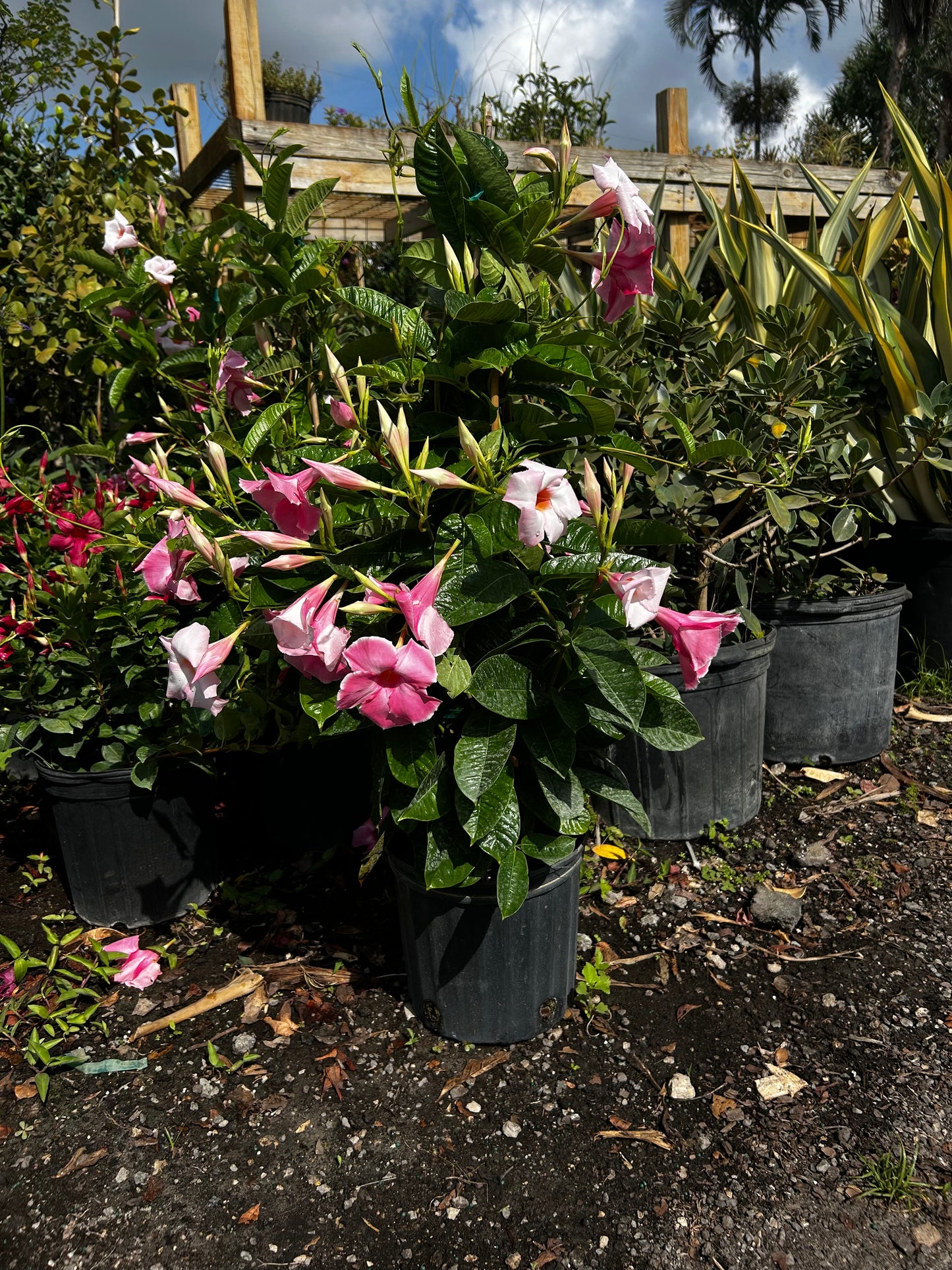 Dipladenia