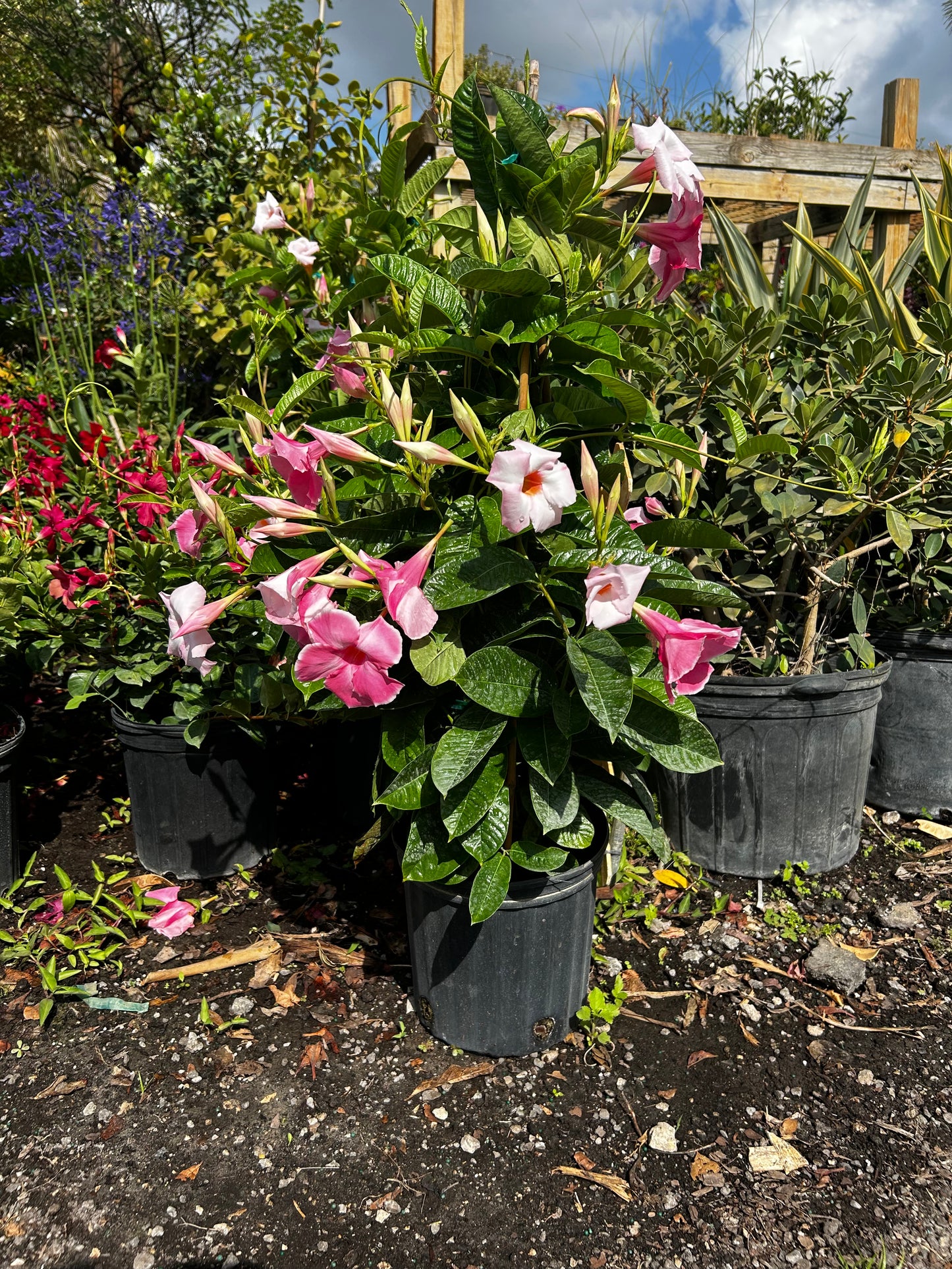 Dipladenia