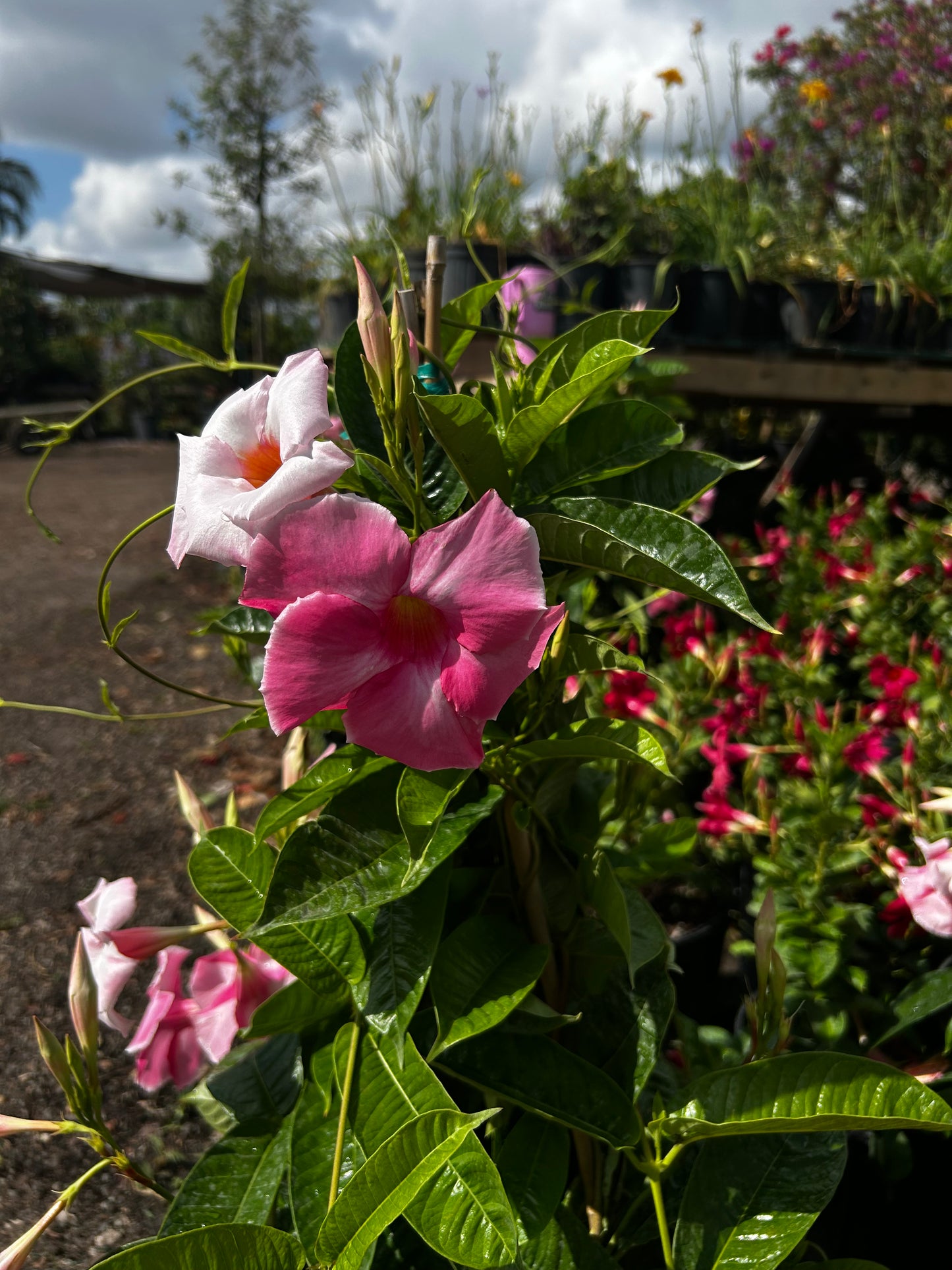 Dipladenia