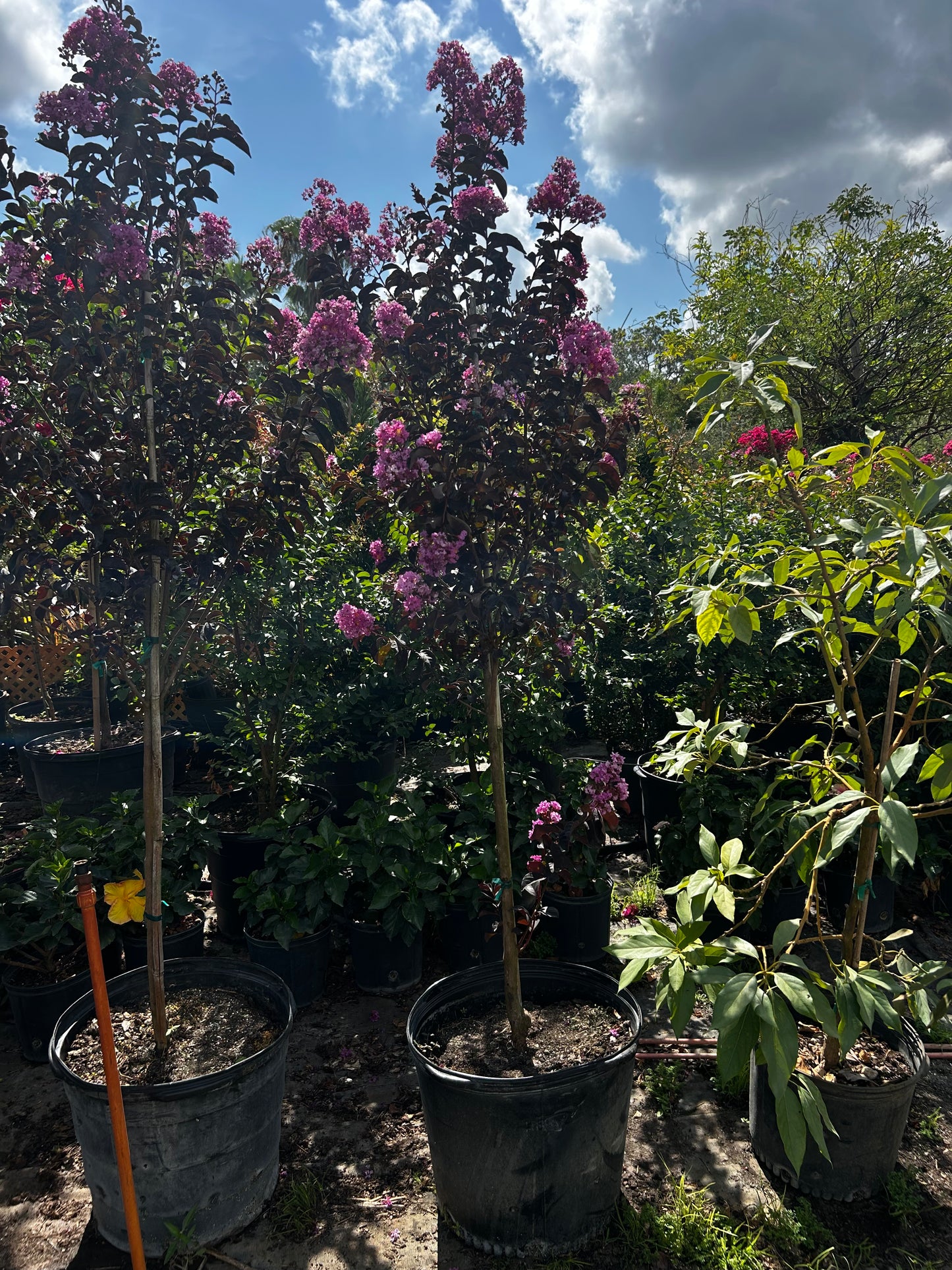 Thunderstruck Lavender Skies Crape Myrtle