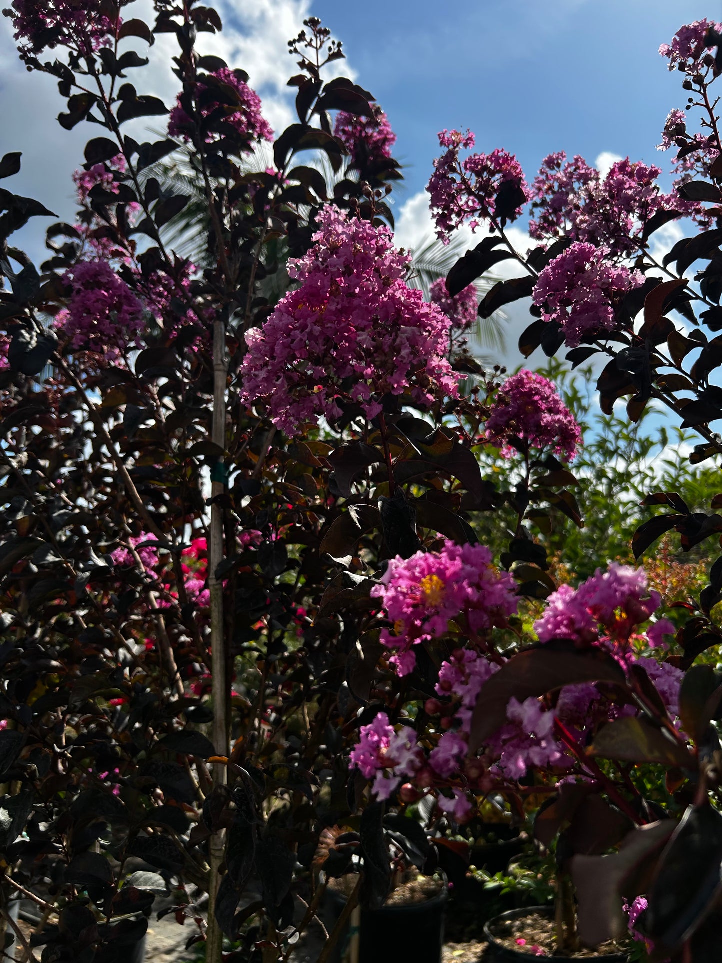 Thunderstruck Lavender Skies Crape Myrtle