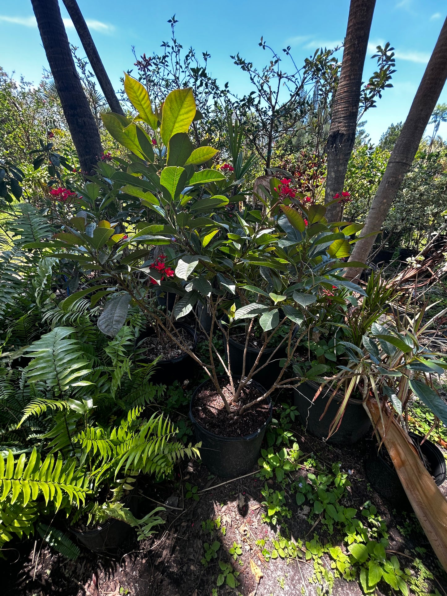 Jatropha Bush