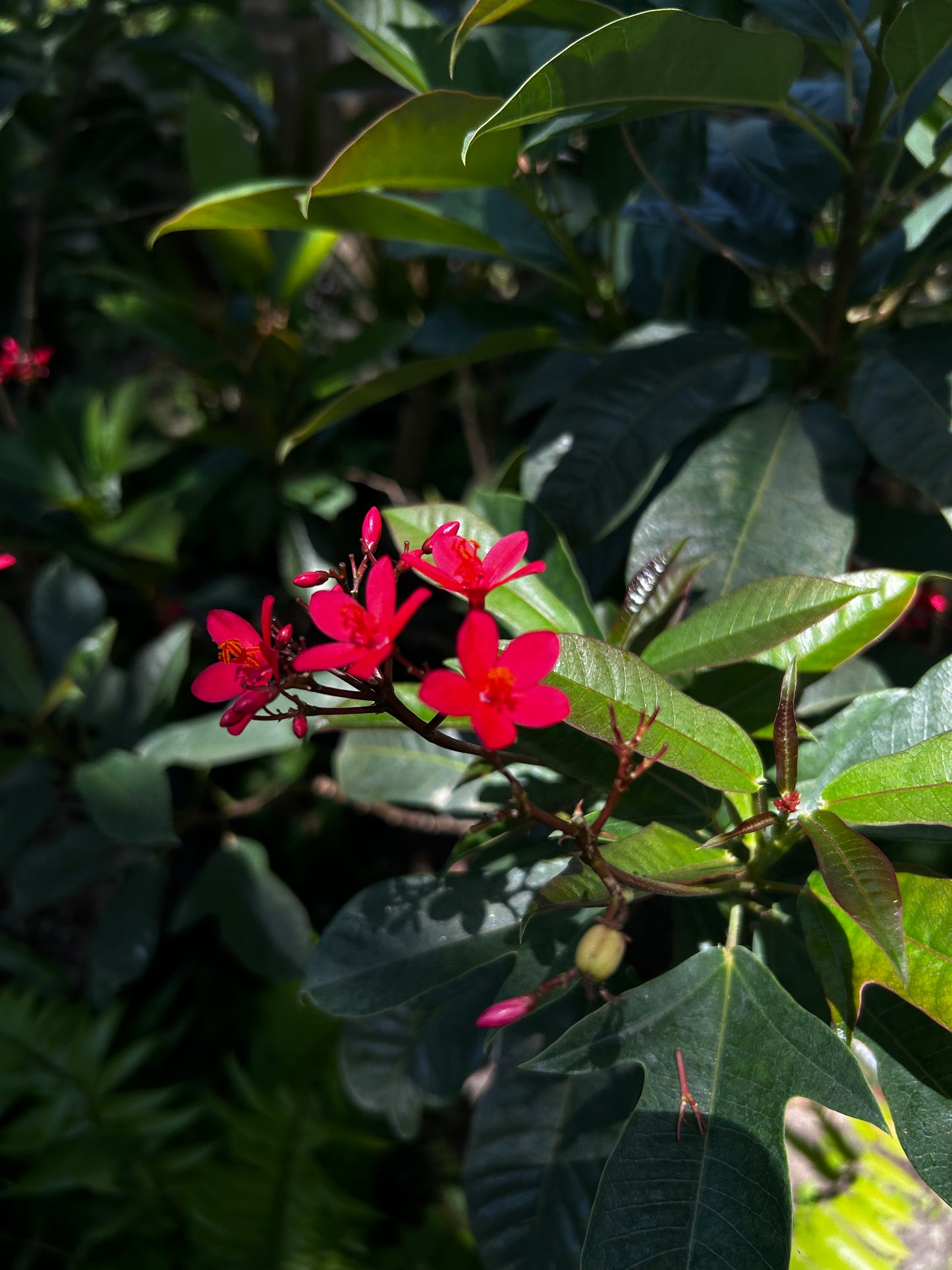 Jatropha Bush