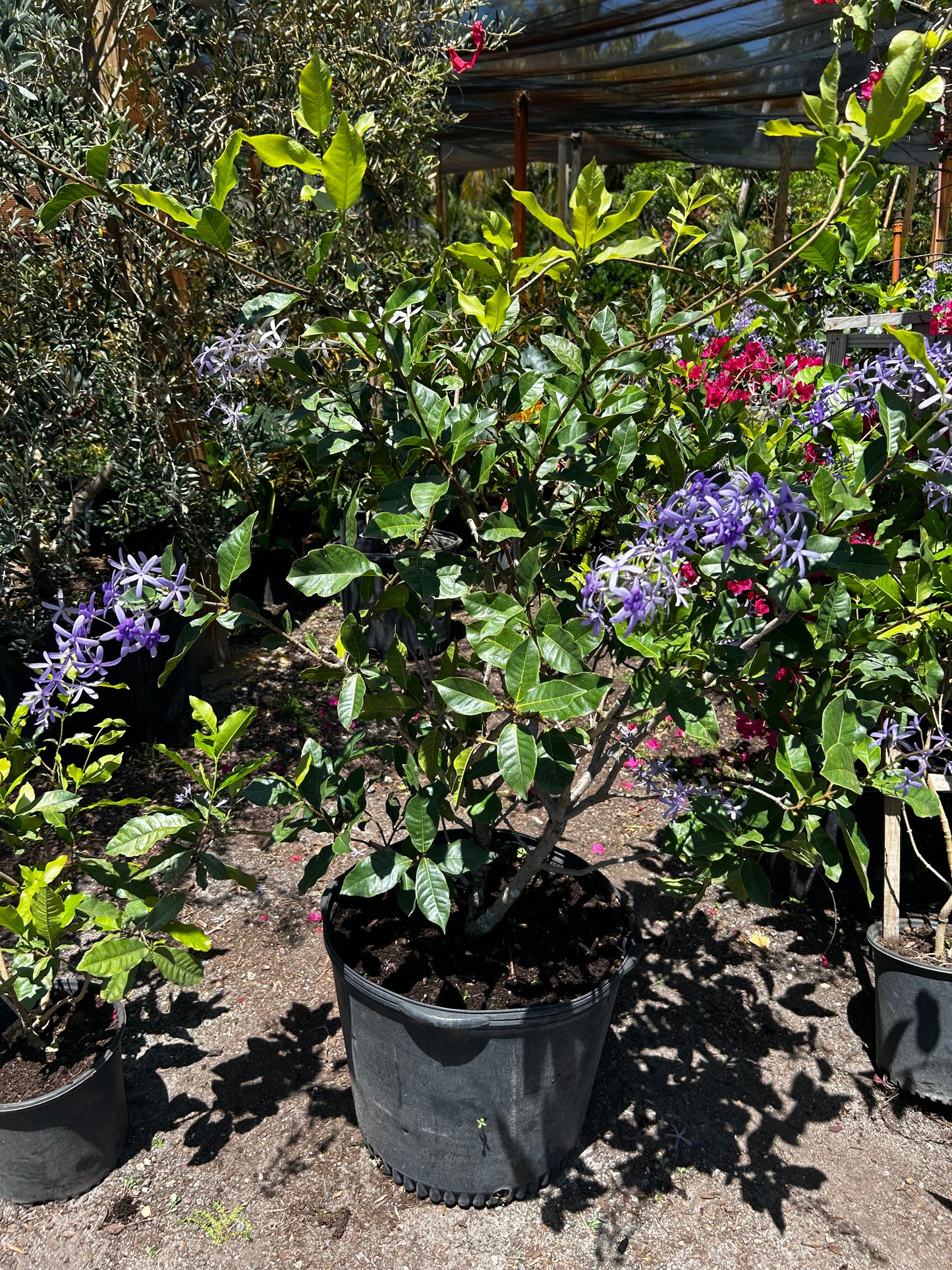 Petrea Vine/Queen Wreath/Sandpaper Vine