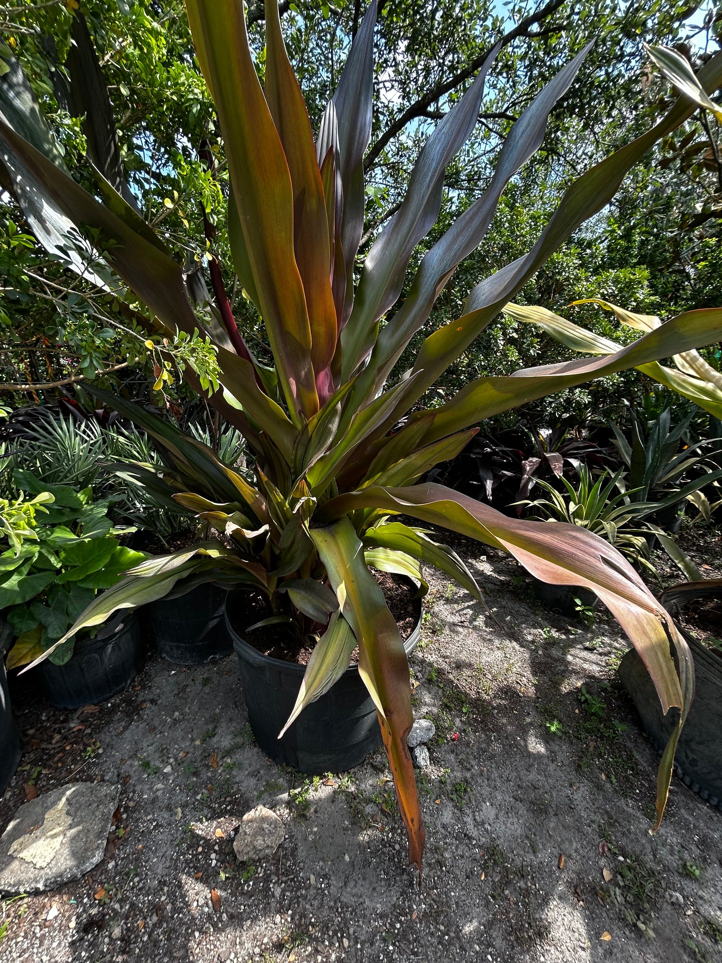 Giant Crinum Lily