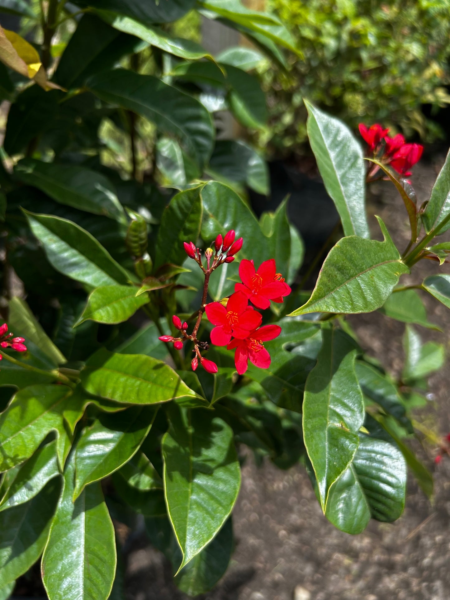 Jatropha Bush