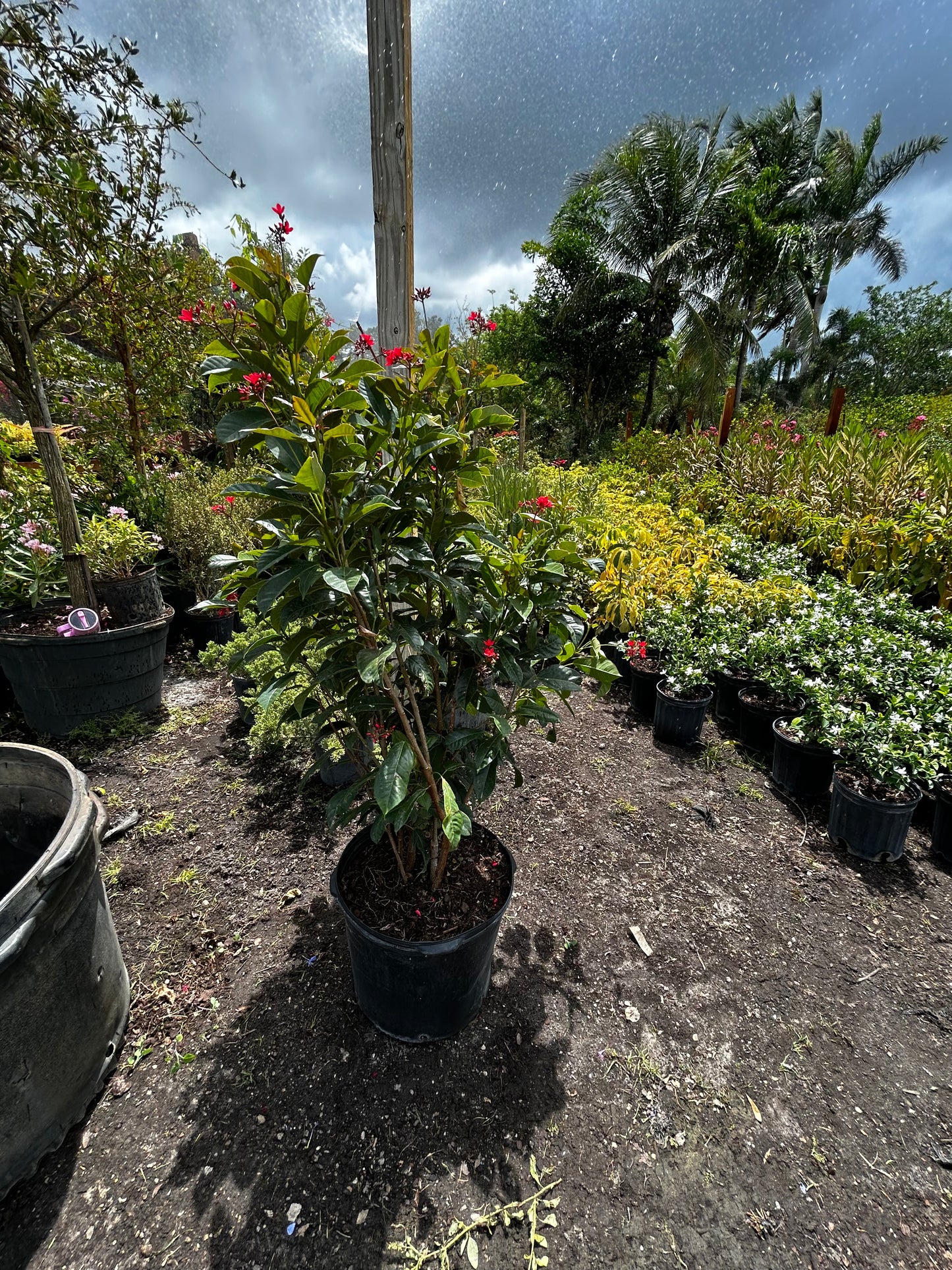 Jatropha Bush